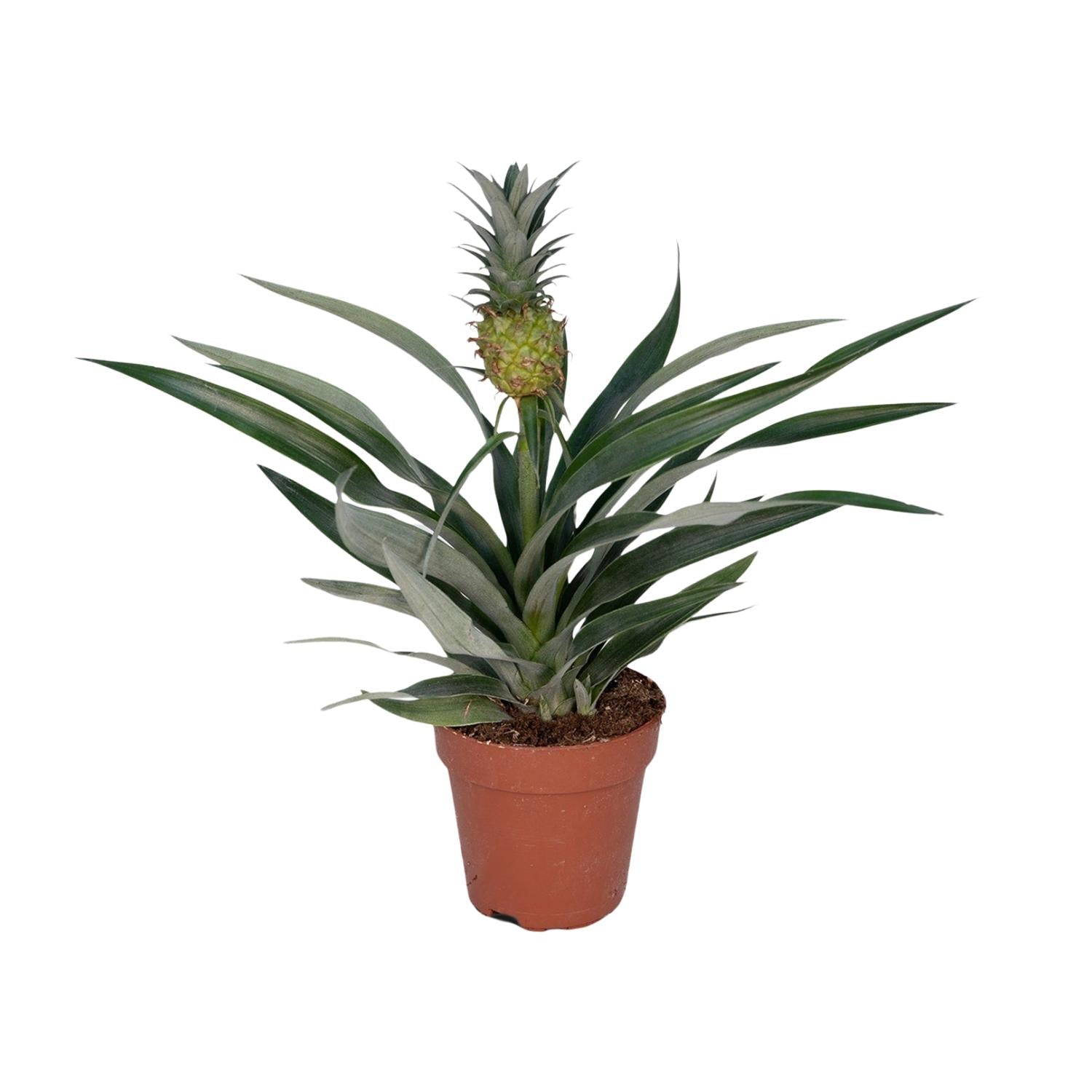 Zierananas (Bromelie) – Ø12 cm – ca. 30 cm