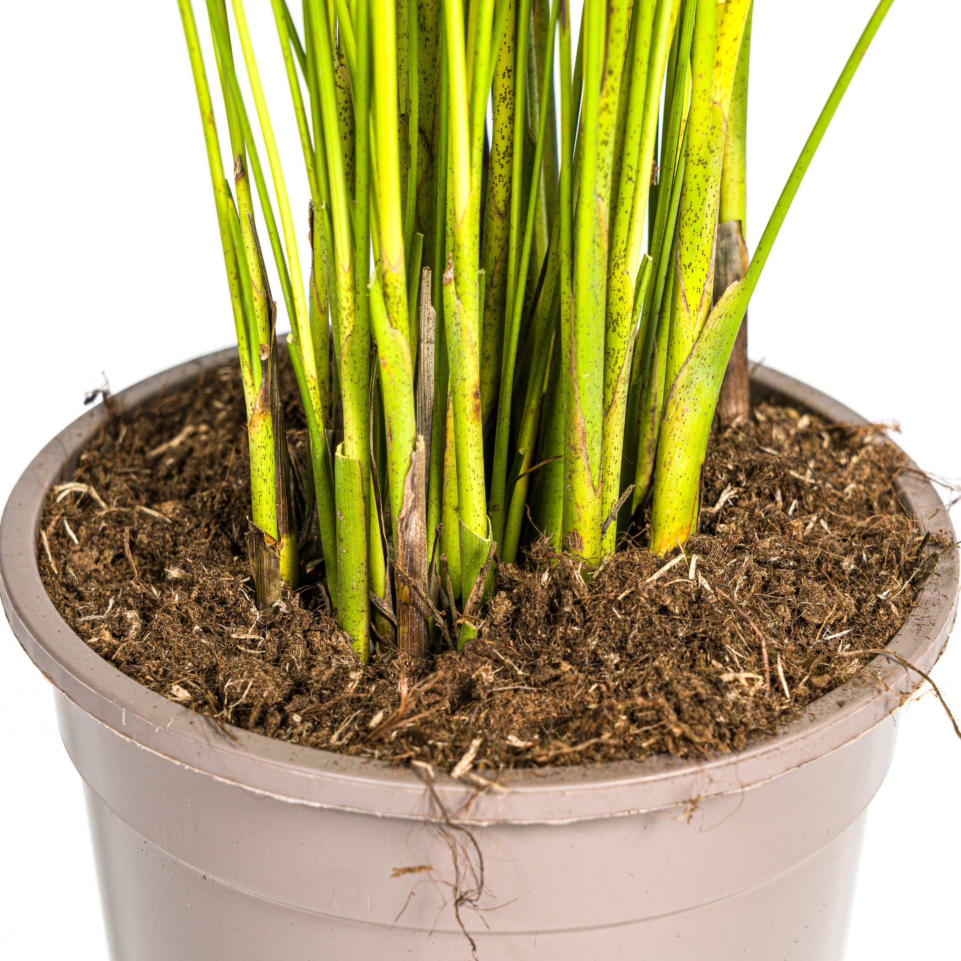 Areca-Palme (Dypsis lutescens) Ø19 cm – ca. 80–100 cm