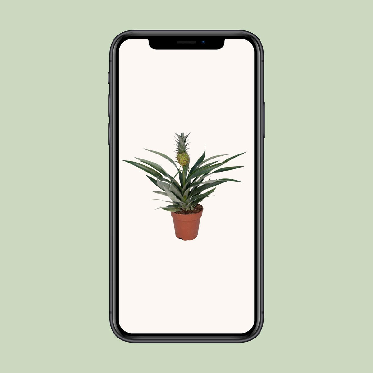 Zierananas (Bromelie)