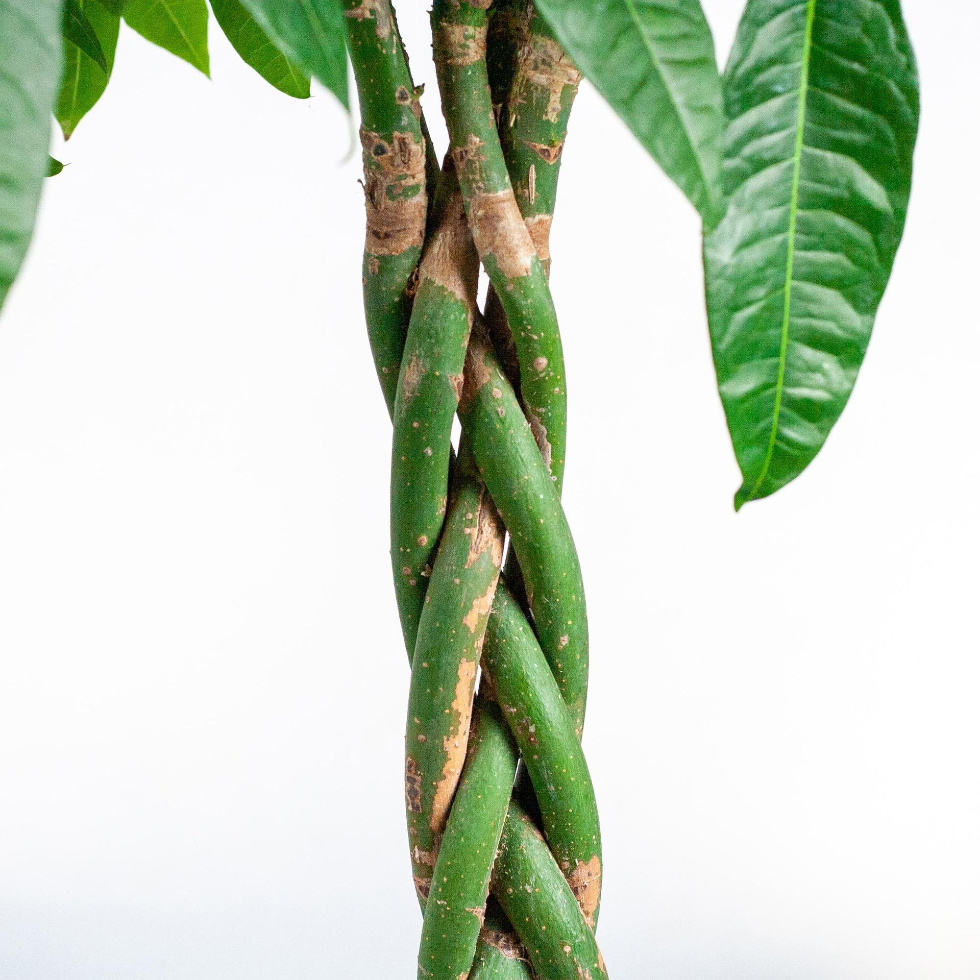 Pachira aquatica (Glückskastanie) XL mit Torun-Korb