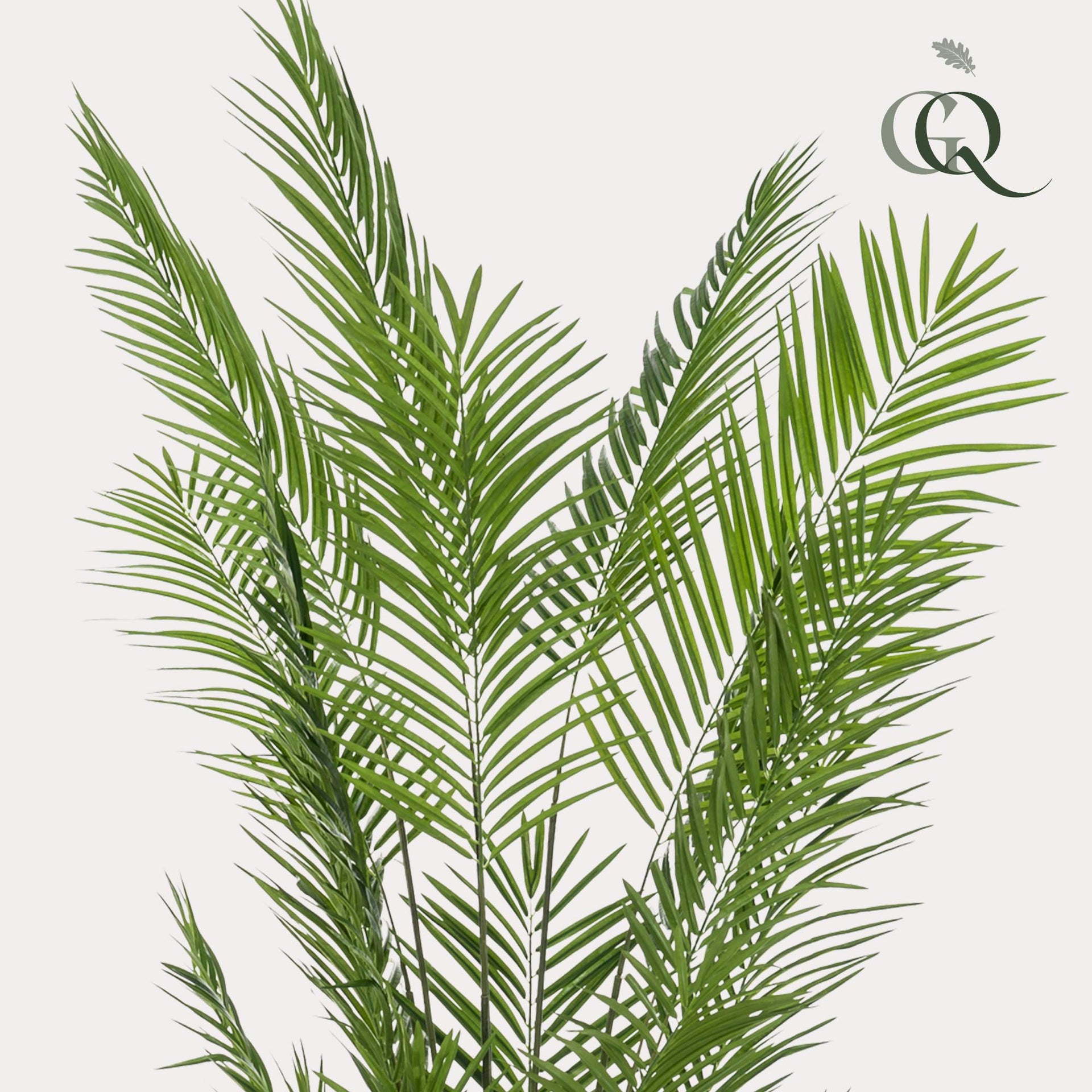 Kunstpalme Areca (Goldfruchtpalme)