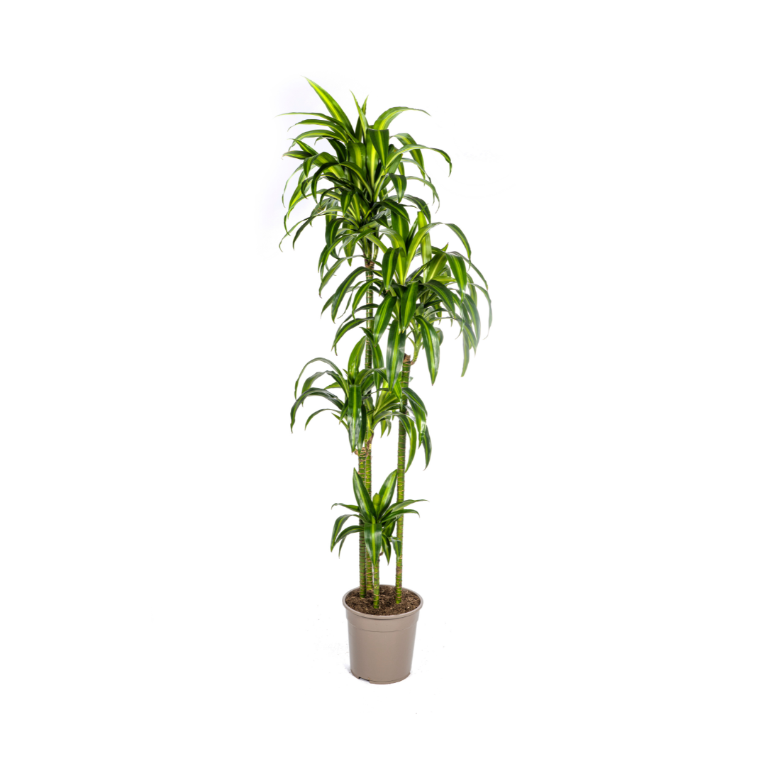 Dracaena deremensis Hawaiian Sunshine (Drachenbaum) Ø27 cm – ca. 170–190 cm