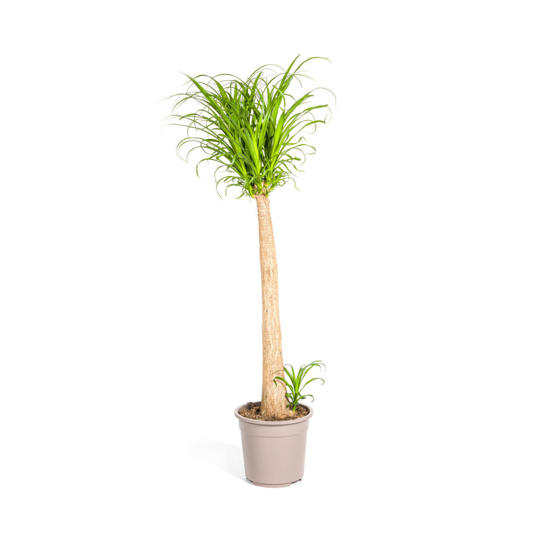 Beaucarnea recurvata (Elefantenfuß) Stamm Ø27 cm – ca. 110–130 cm
