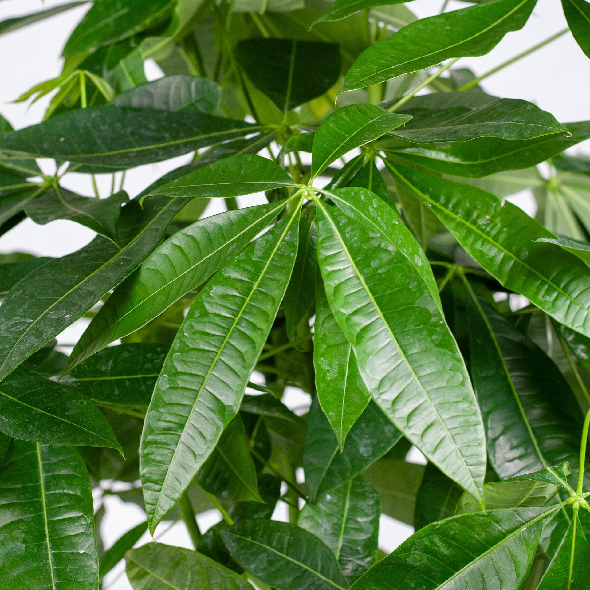 Pachira aquatica (Glückskastanie) XL mit Torun-Korb