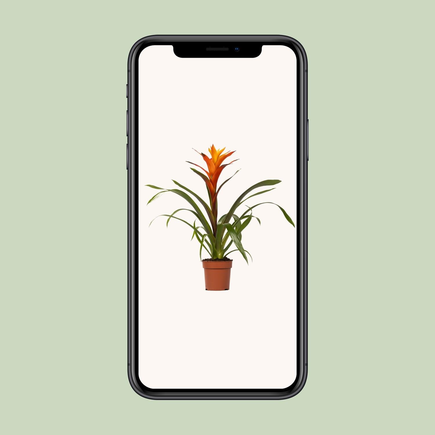 Guzmania Variada (Bromelie) – Ø12 cm – ca. 50 cm