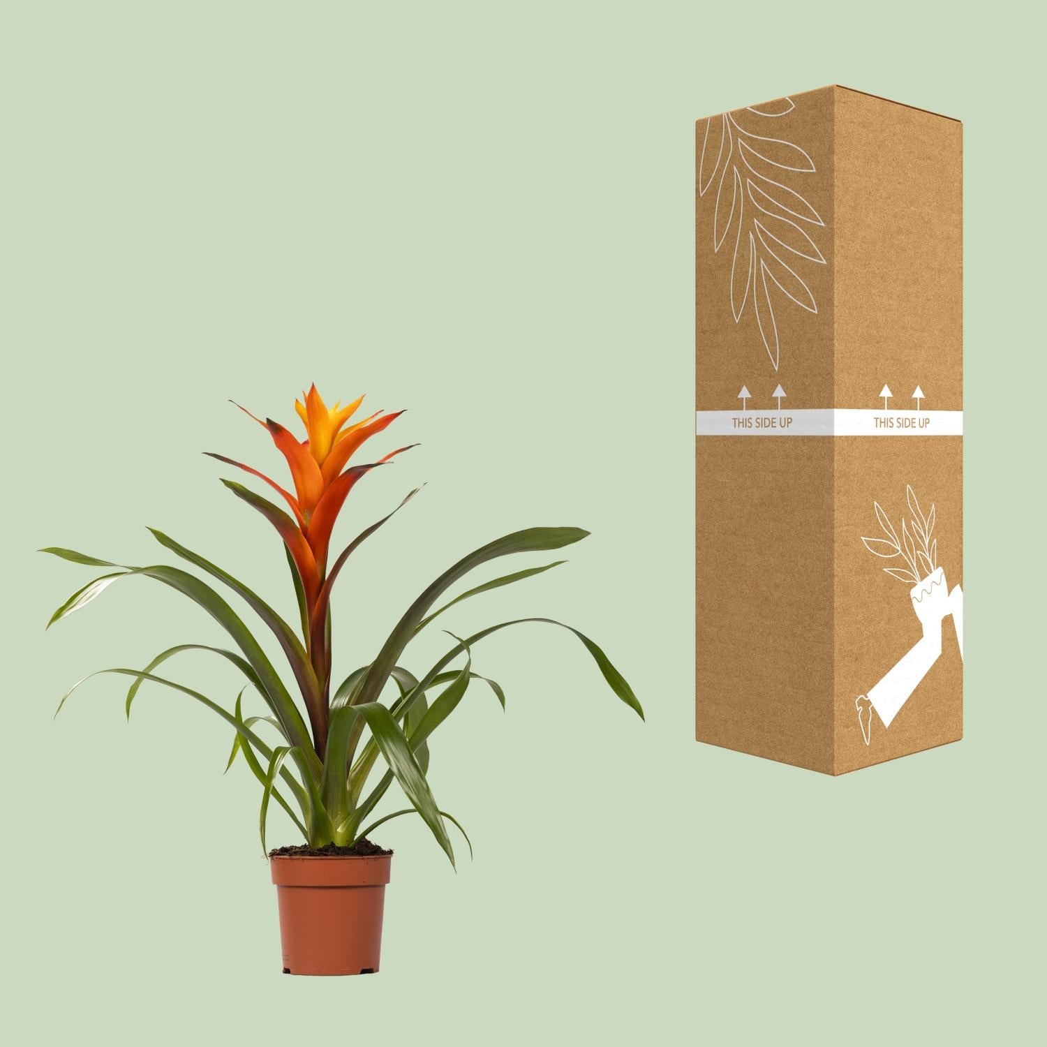 Guzmania Variada (Bromelie) – Ø12 cm – ca. 50 cm