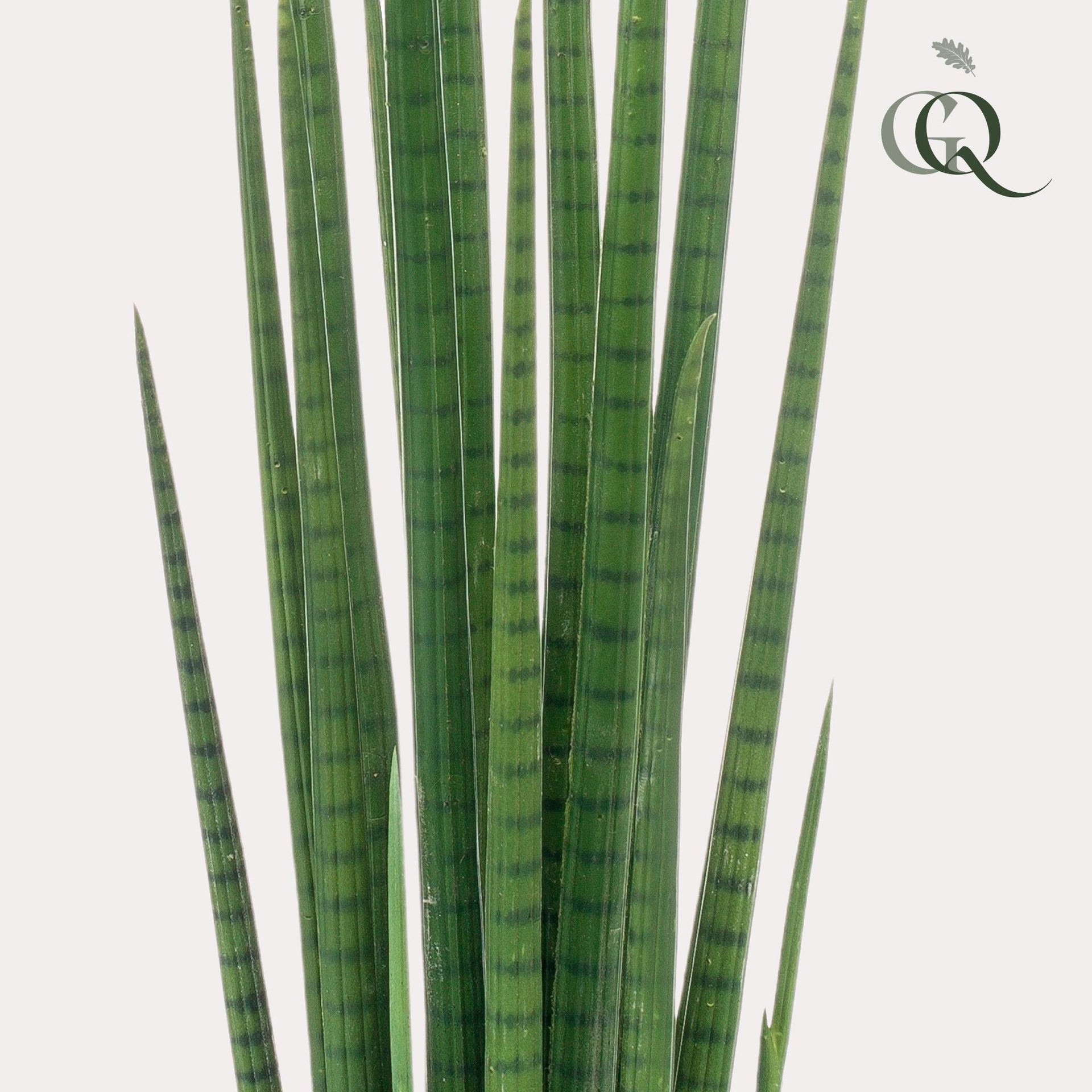 Kunstpflanze – Sansevieria Cylindrica – Bogenhanf – 70 cm