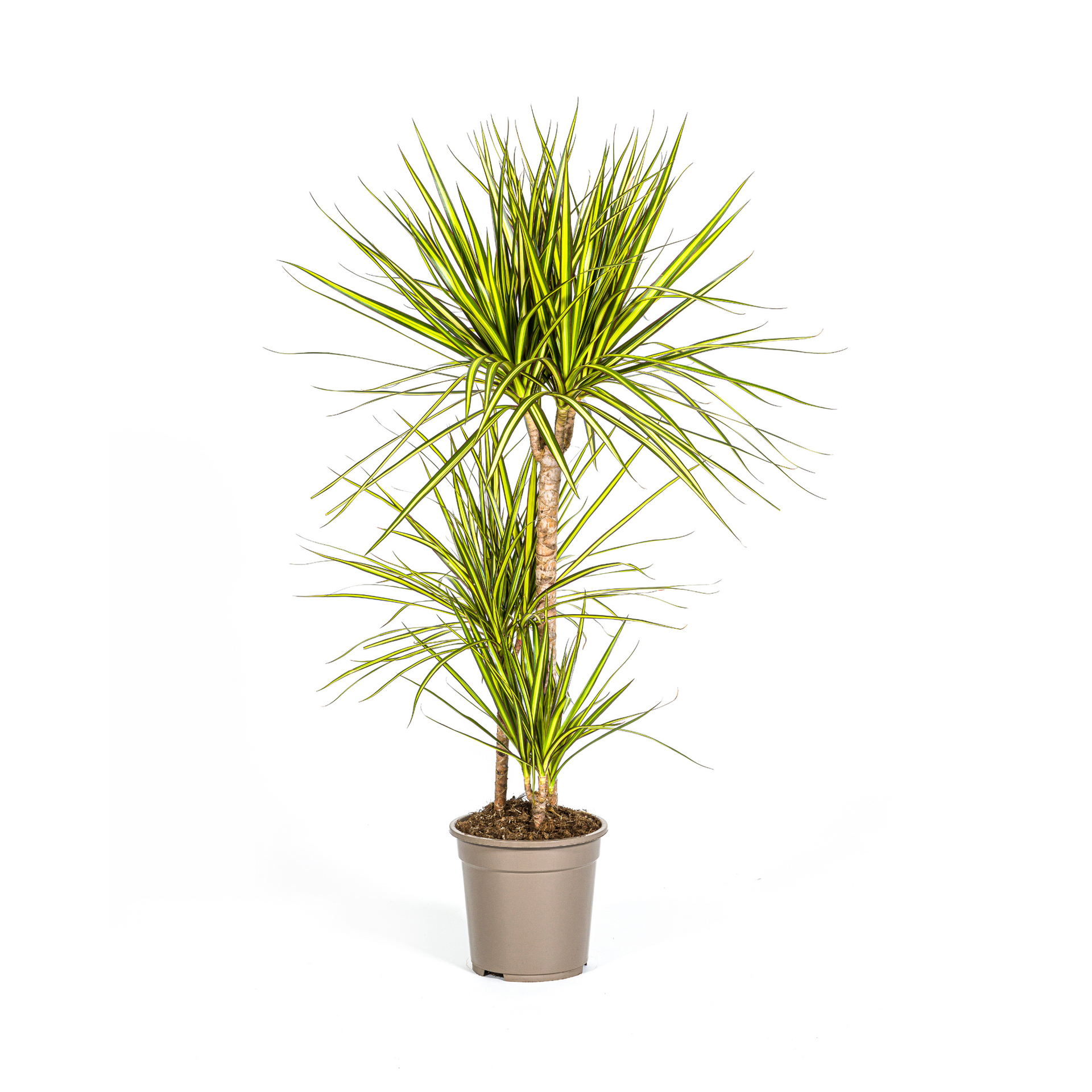 Dracaena marginata Sunray (Drachenbaum) Ø21 cm – ca. 100–110 cm