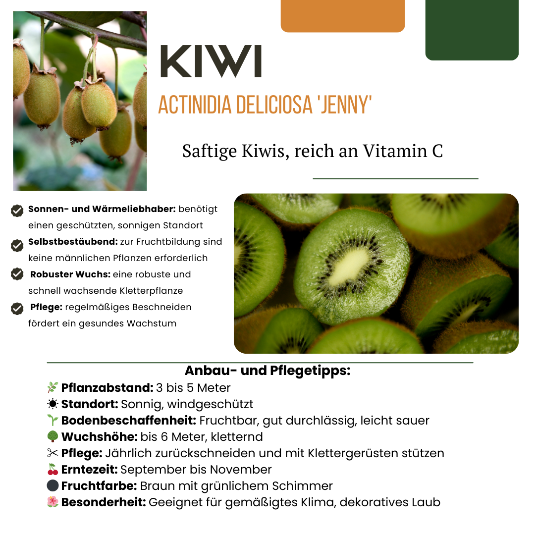 6 selbstbestäubende Bio-Kiwipflanzen (Actinidia deliciosa)