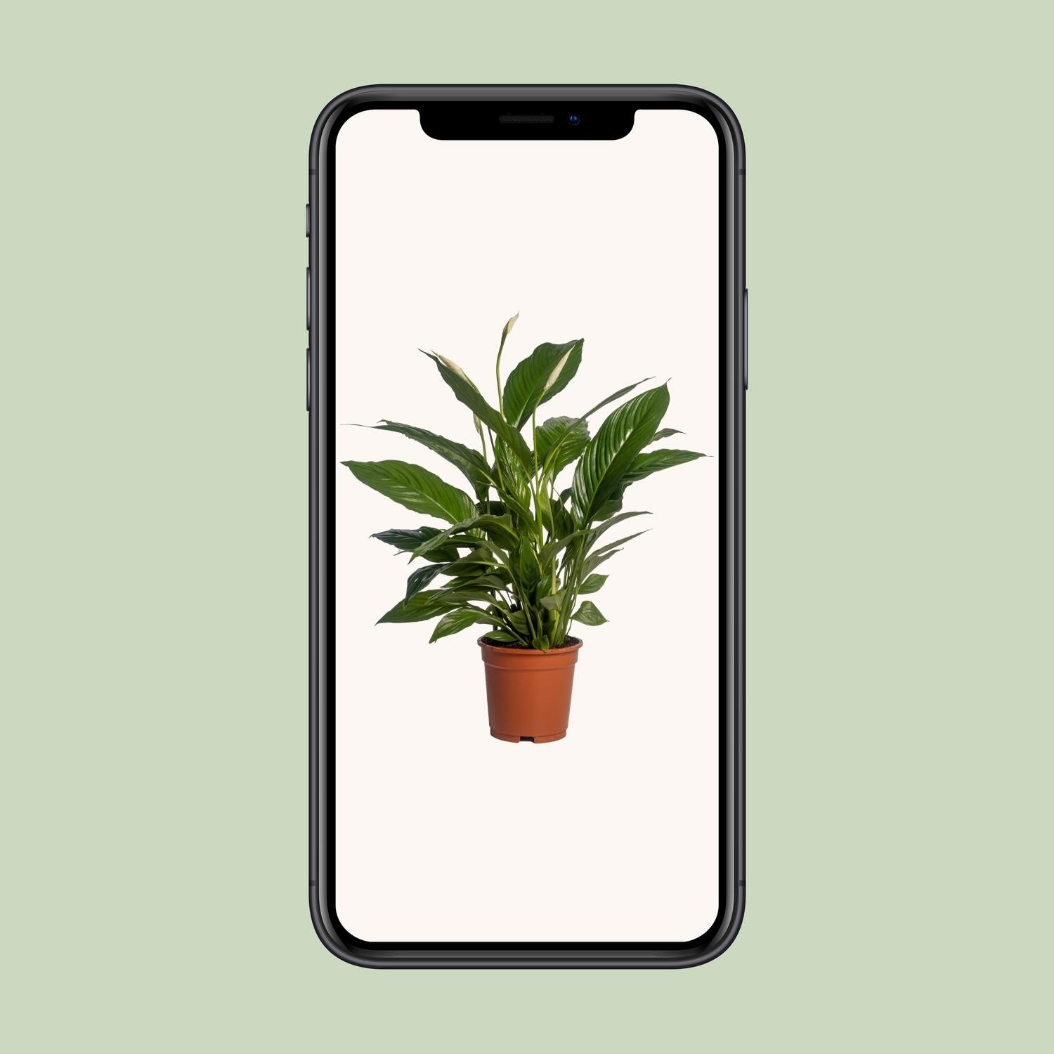 Spathiphyllum (Friedenslilie) Vivaldi – Ø17 cm – ca. 70 cm
