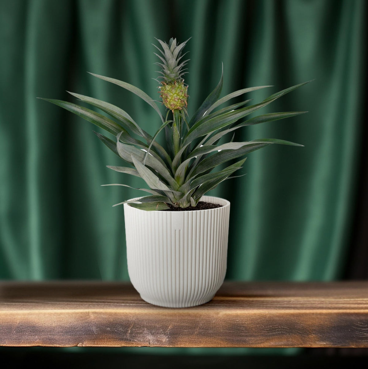 Zierananas (Bromelie)