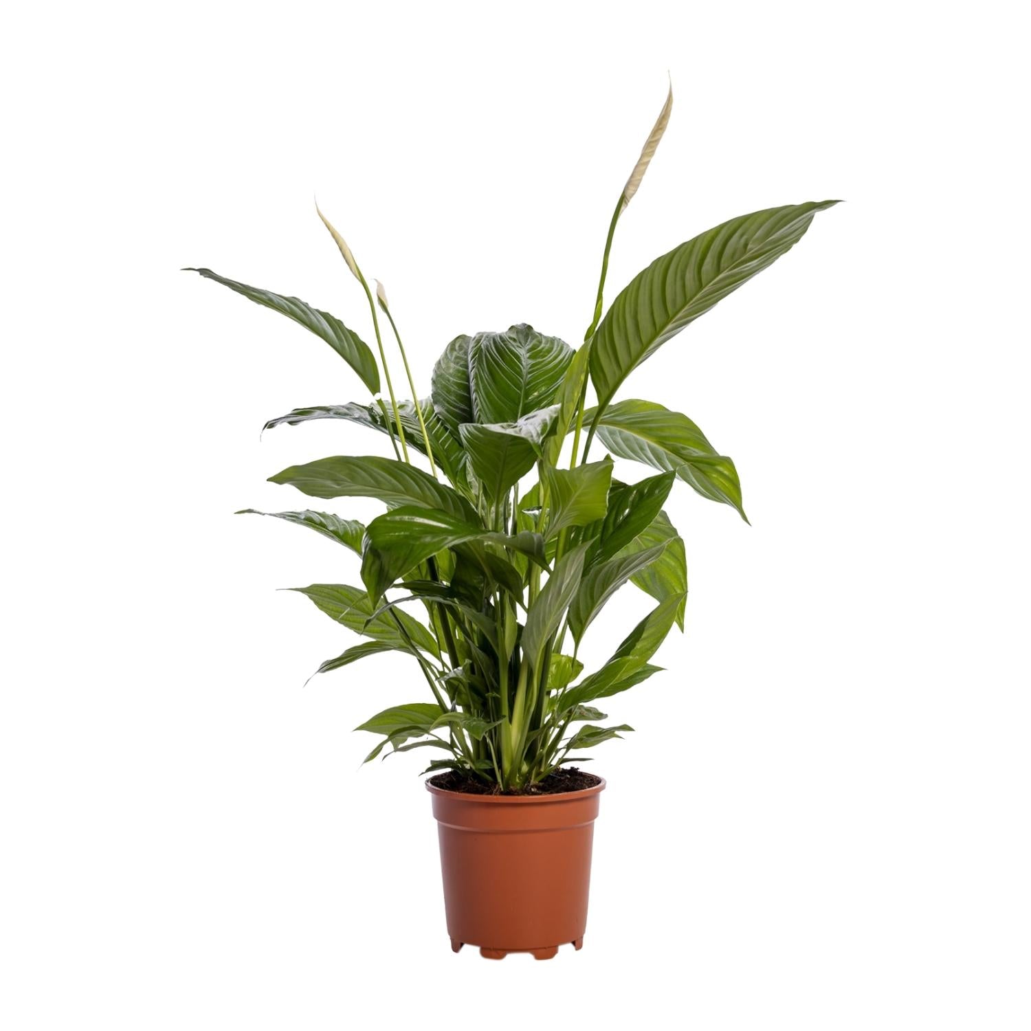 Spathiphyllum (Friedenslilie) Bingo Cupido – Ø19 cm – ca. 80 cm