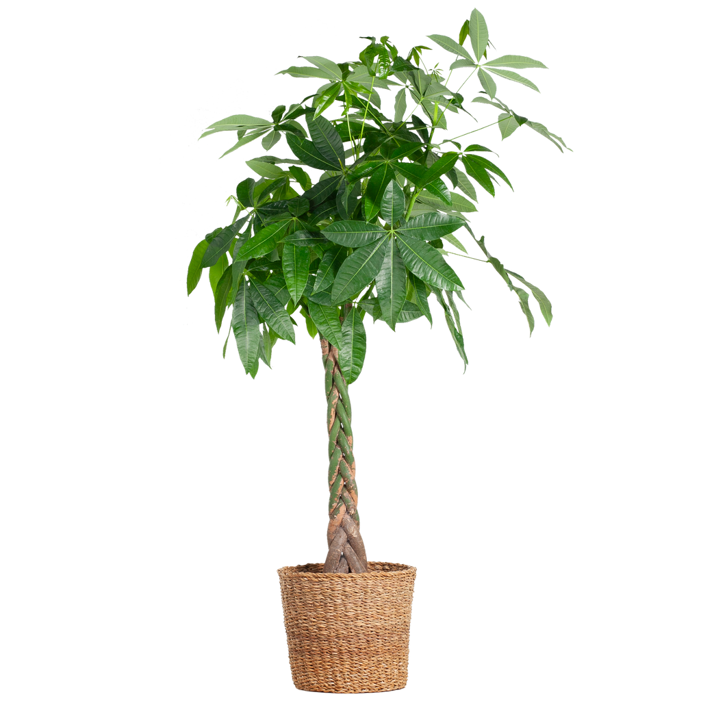 Pachira Aquatica XL mit Torun-Korb – 140 cm – Ø24