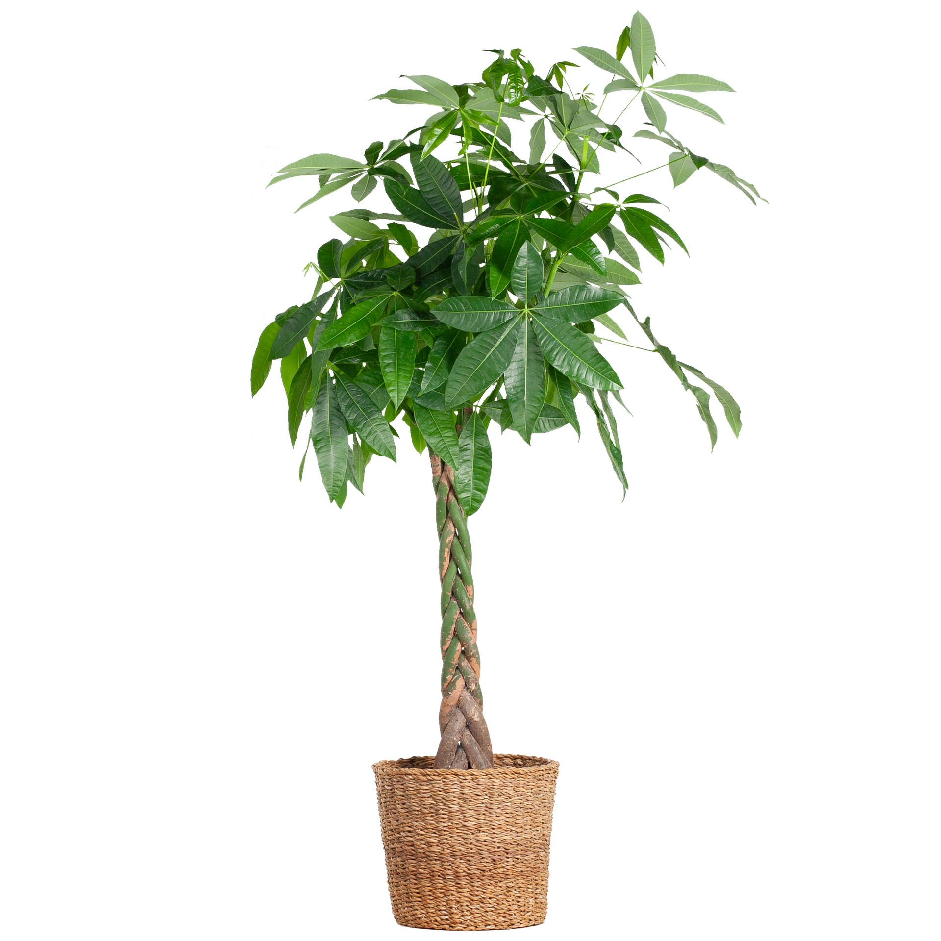 Pachira aquatica (Glückskastanie) XL mit Torun-Korb