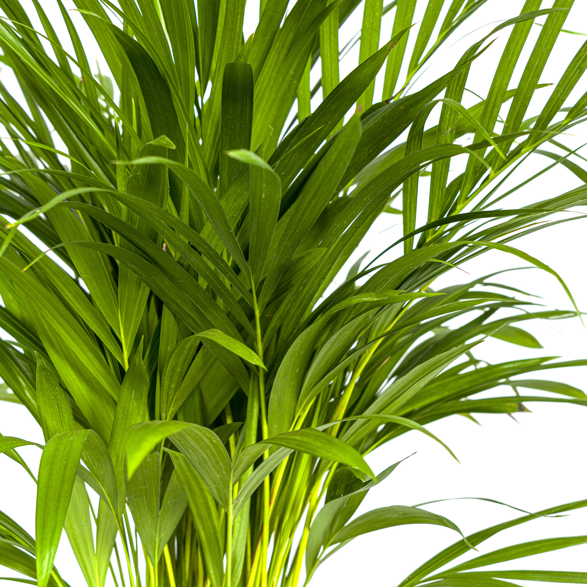Areca-Palme (Dypsis lutescens) Ø19 cm – ca. 80–100 cm