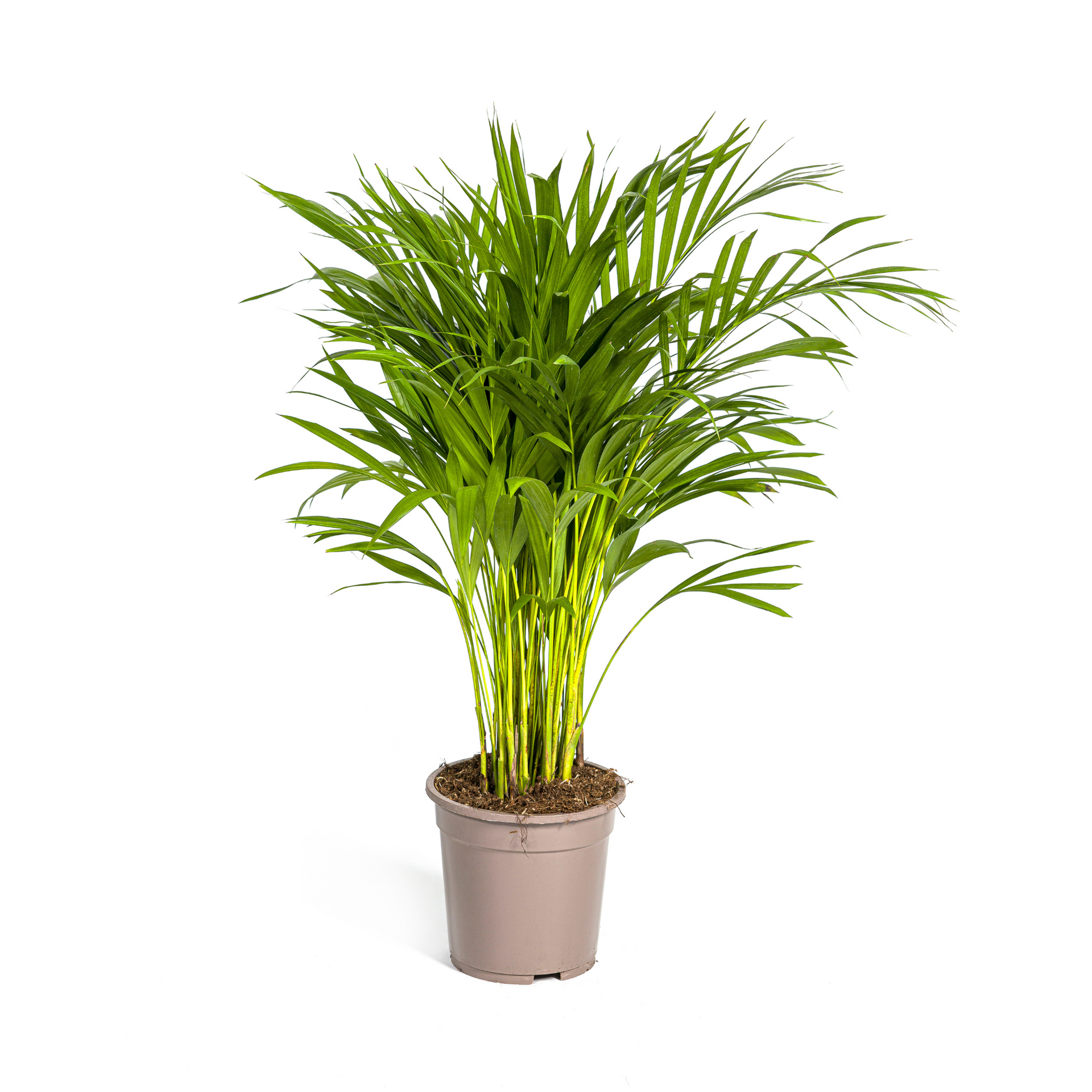 Areca-Palme (Dypsis lutescens) Ø19 cm – ca. 80–100 cm