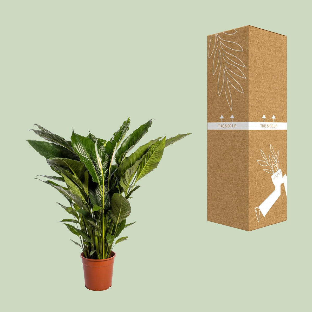 Spathiphyllum (Friedenslilie) Sweet Sebastiano