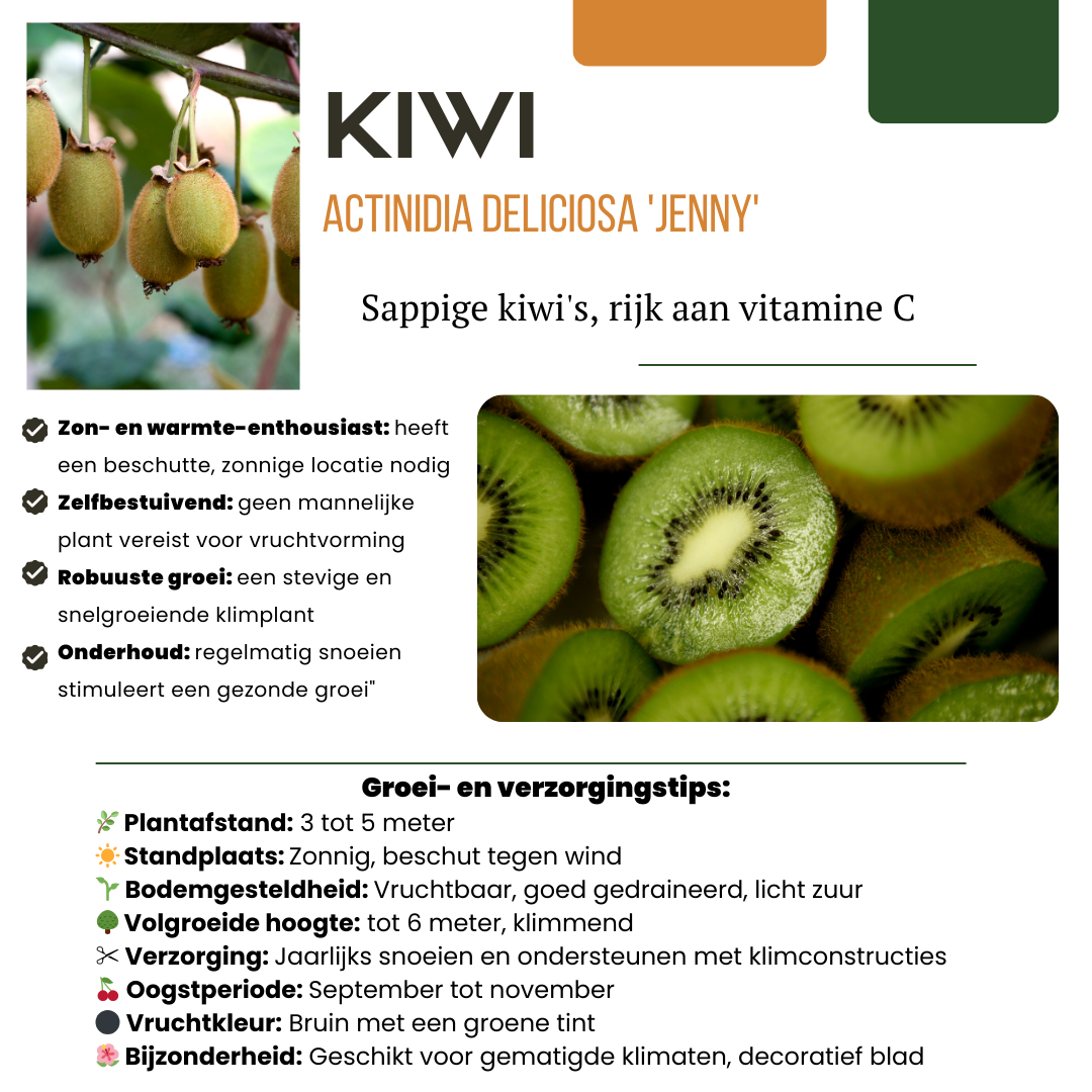 6 selbstbestäubende Bio-Kiwipflanzen (Actinidia deliciosa)
