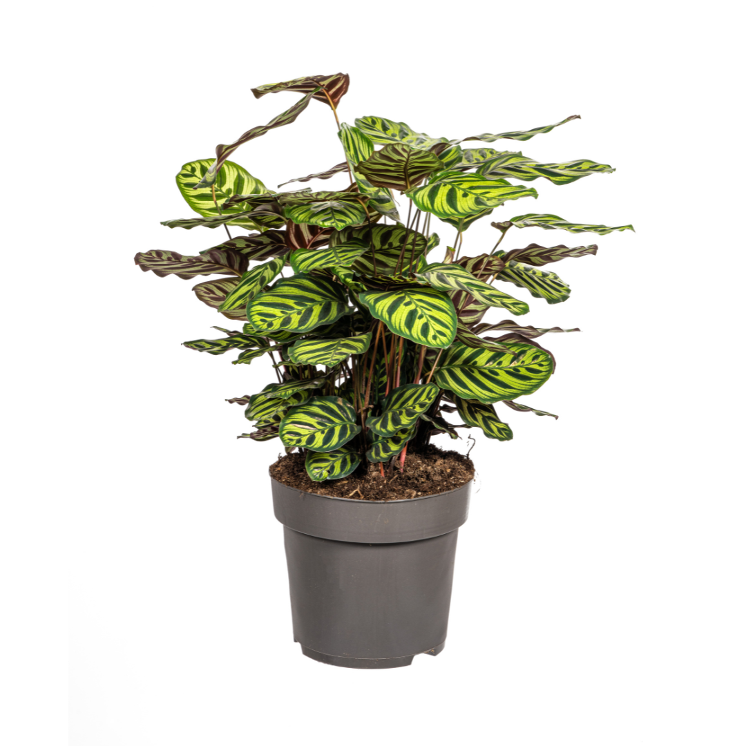 Calathea makoyana (Pfauen-Korbmarante) Ø27 cm – ca. 60–80 cm