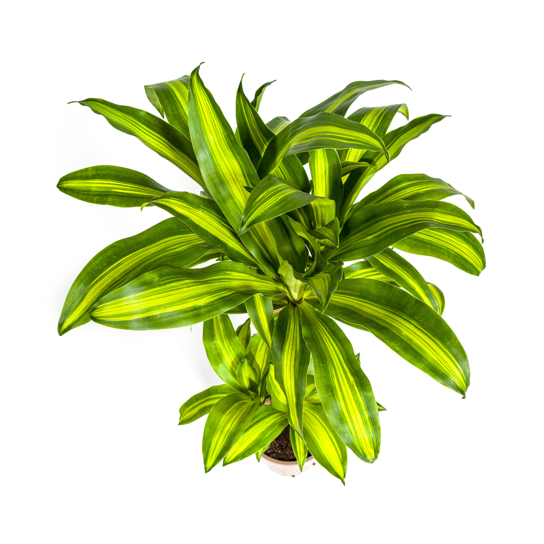 Dracaena fragrans Massangeana (Drachenbaum) Ø21 cm – ca. 90–110 cm
