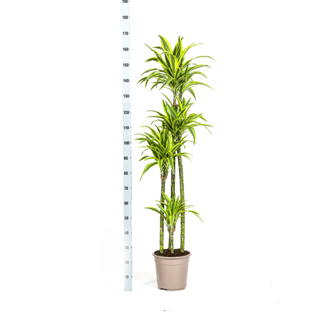 Dracaena deremensis Lemon Lime (Drachenbaum) Ø27 cm – ca. 170–190 cm