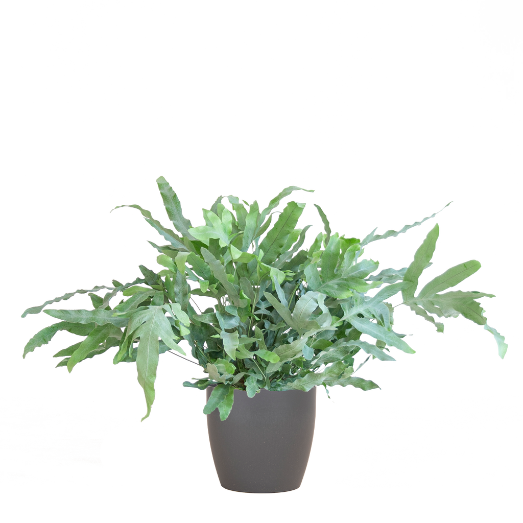 Phlebodium Aureum 'Blue Star' mit Vibergrau - 40cm - Ø17