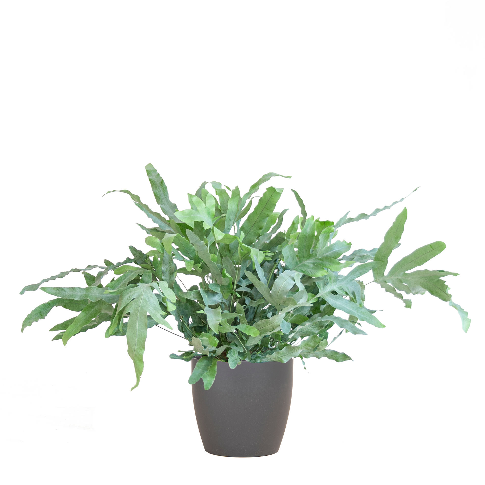 Phlebodium aureum 'Blue Star' (Blaufarn) mit Vibes-Topf Grau