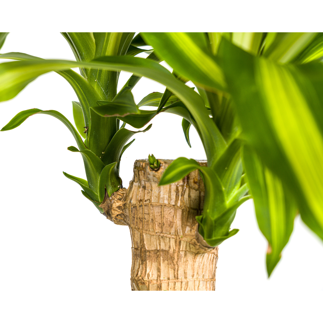 Dracaena fragrans Massangeana (Drachenbaum) Ø21 cm – ca. 90–110 cm