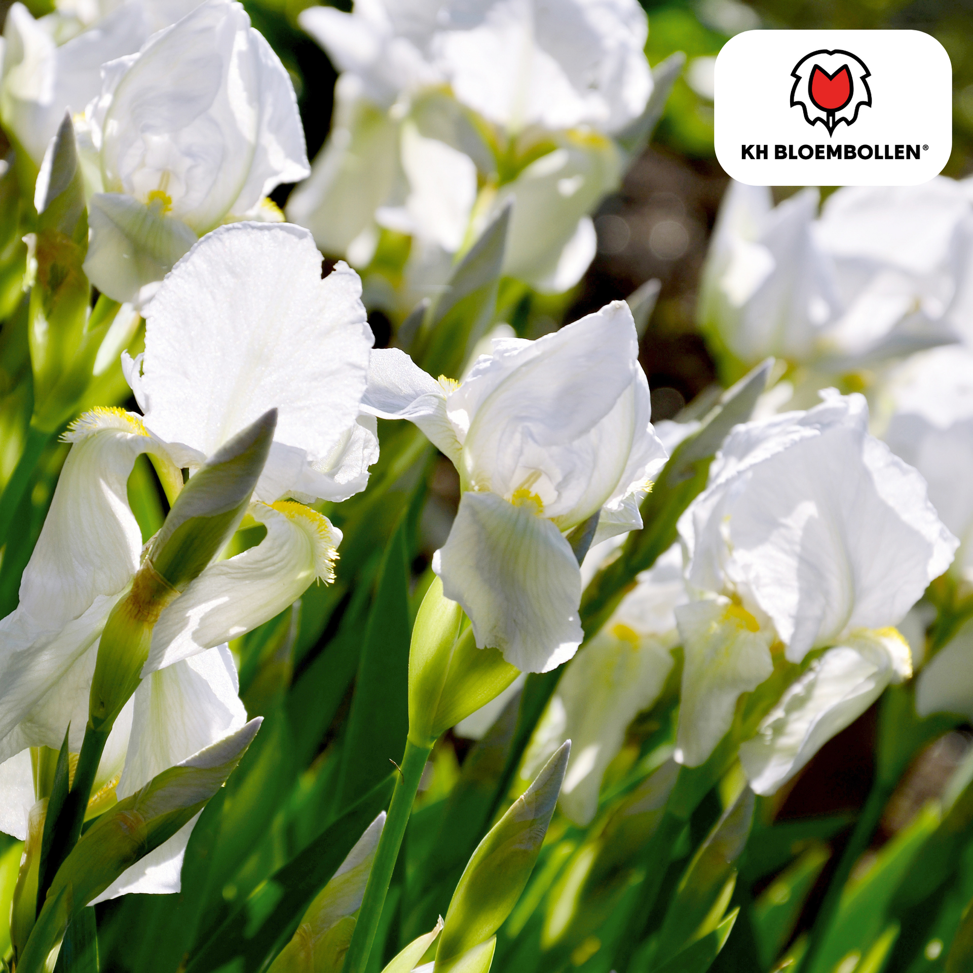 Iris Alaska - 25 Blumenzwiebeln