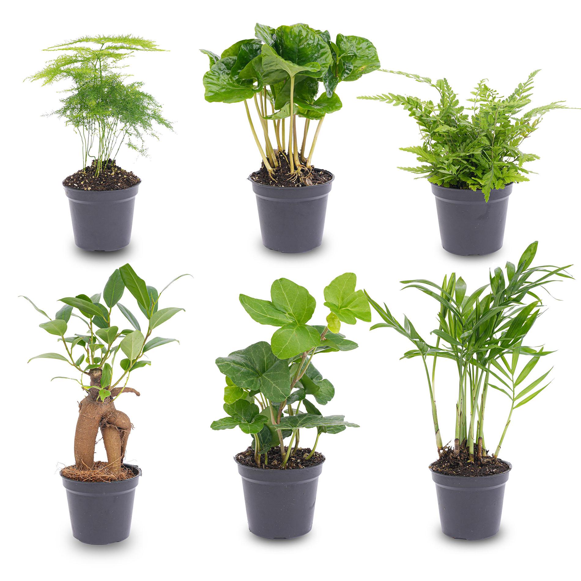 Mini-Zimmerpflanzen-Set - 6 Pflanzen