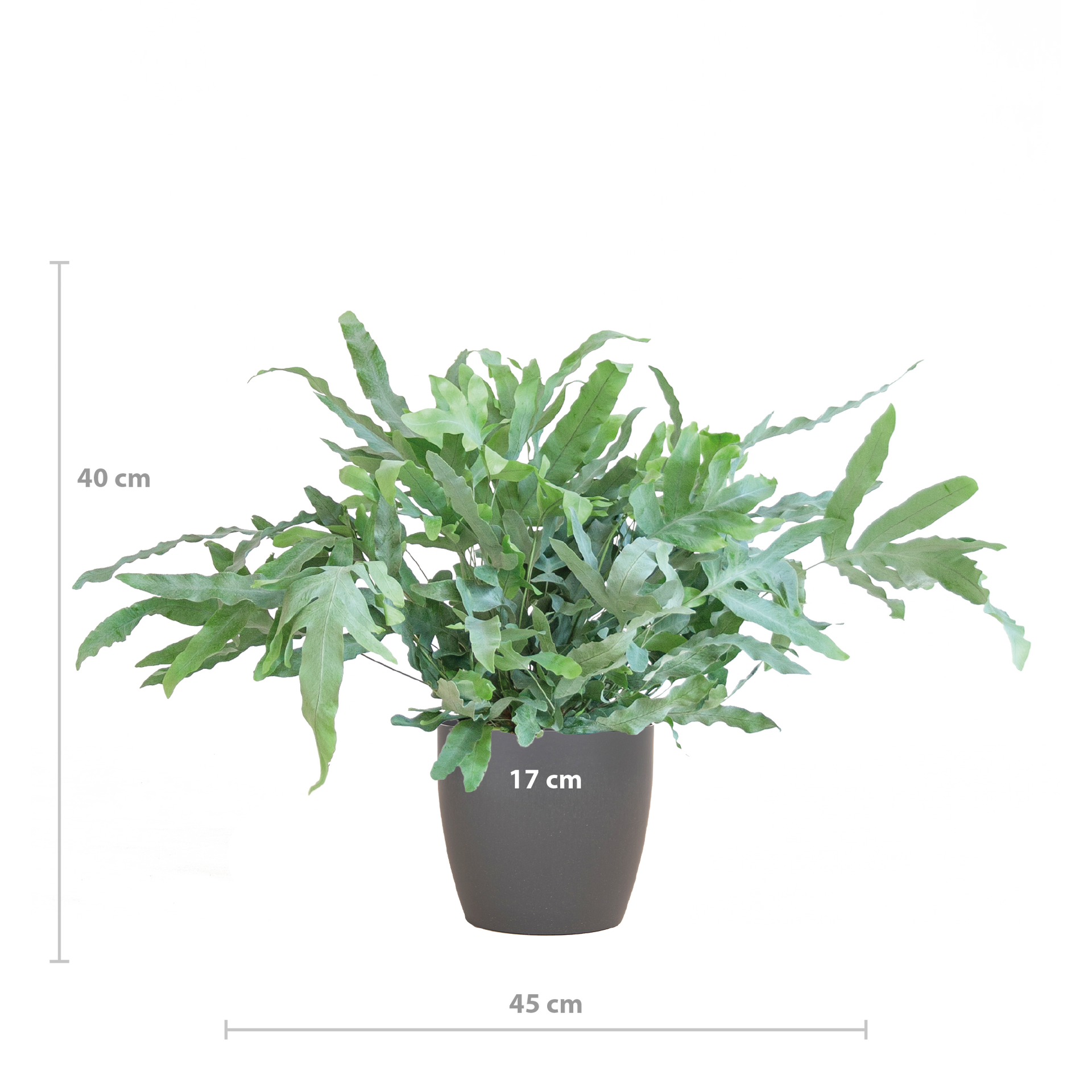 Phlebodium aureum 'Blue Star' (Blaufarn) mit Vibes-Topf Grau – 40 cm – Ø17 cm