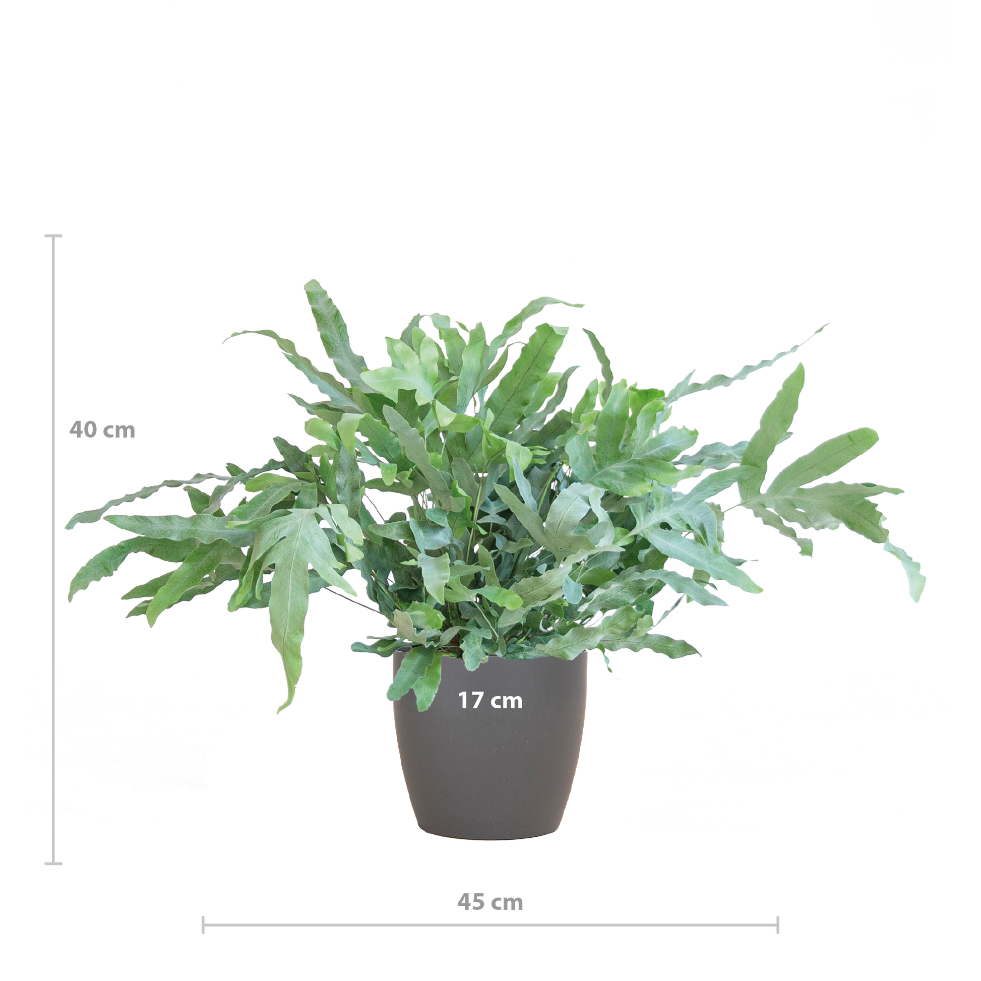 Phlebodium Aureum 'Blue Star' mit Vibergrau - 40cm - Ø17