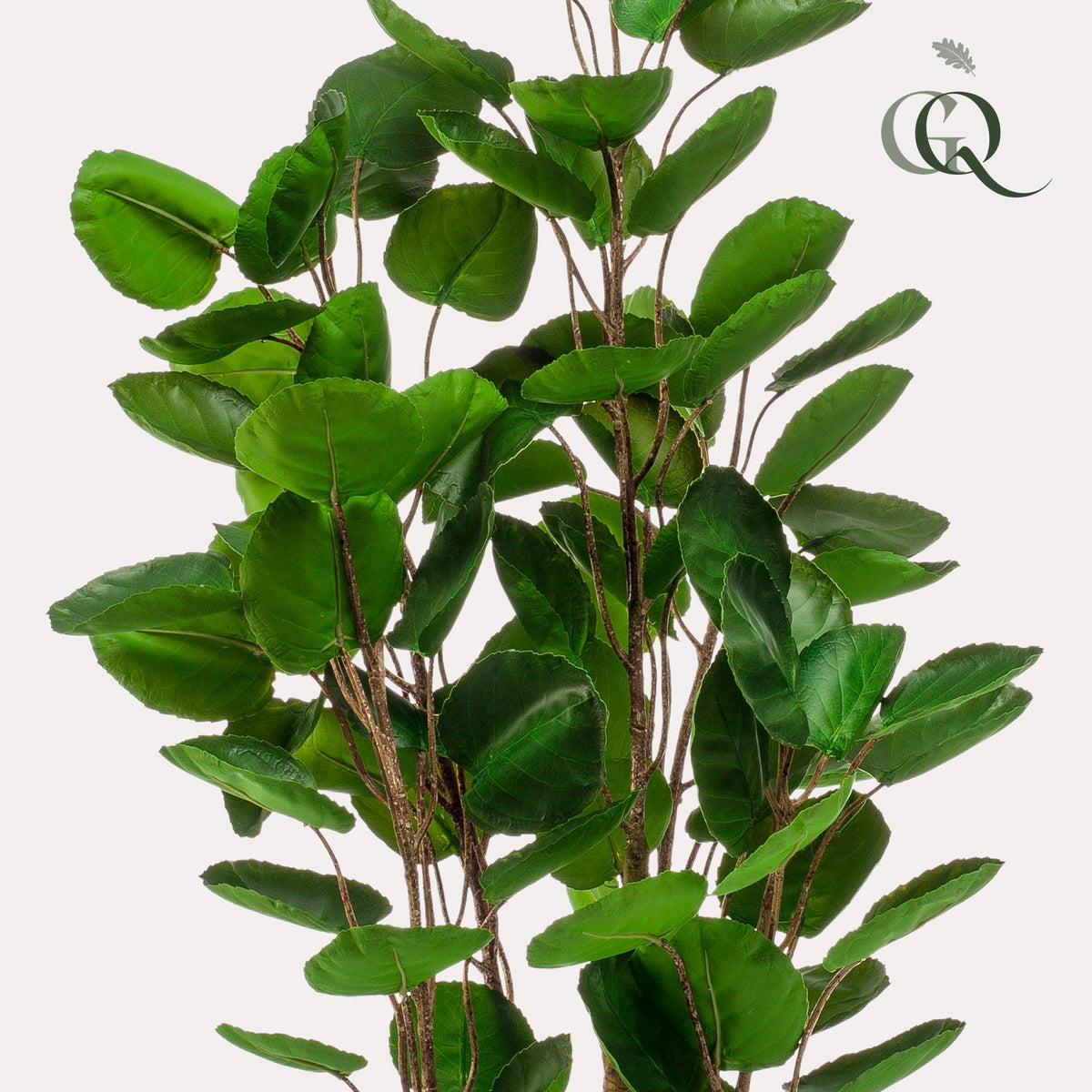 Kunstpflanze - Polyscias - Aralia