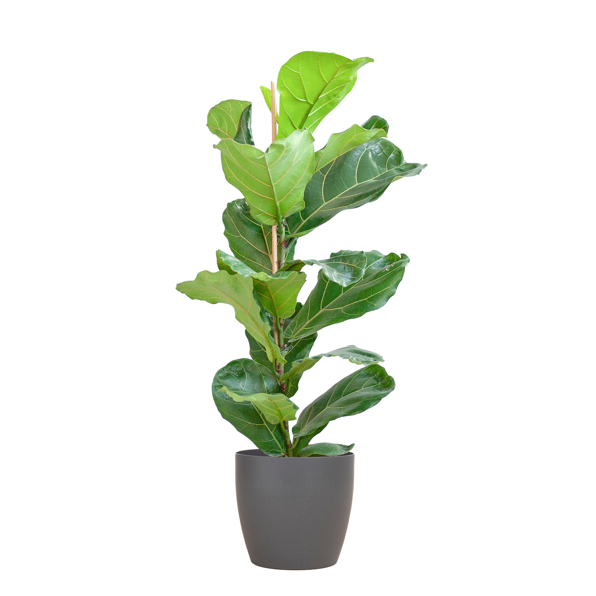 Ficus lyrata (Geigenfeige) mit Potter-Topf Grau – 80 cm – Ø21 cm