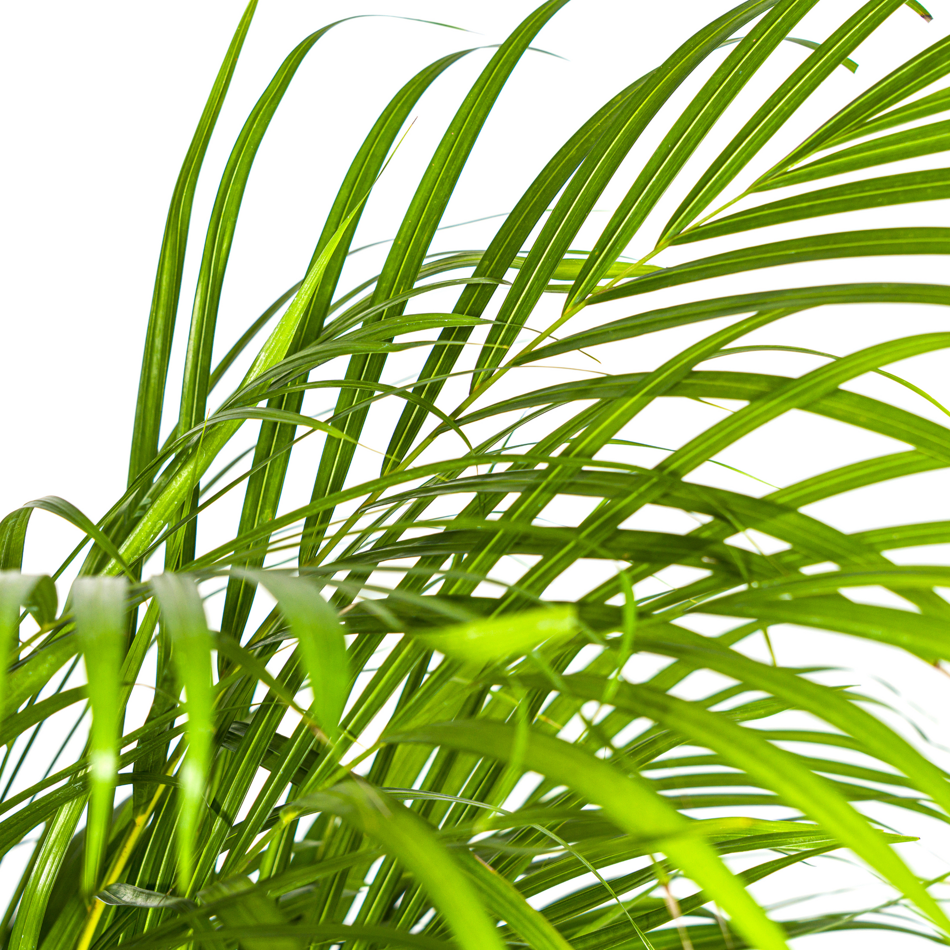 Areca-Palme (Dypsis lutescens) Ø24 cm – ca. 120–140 cm