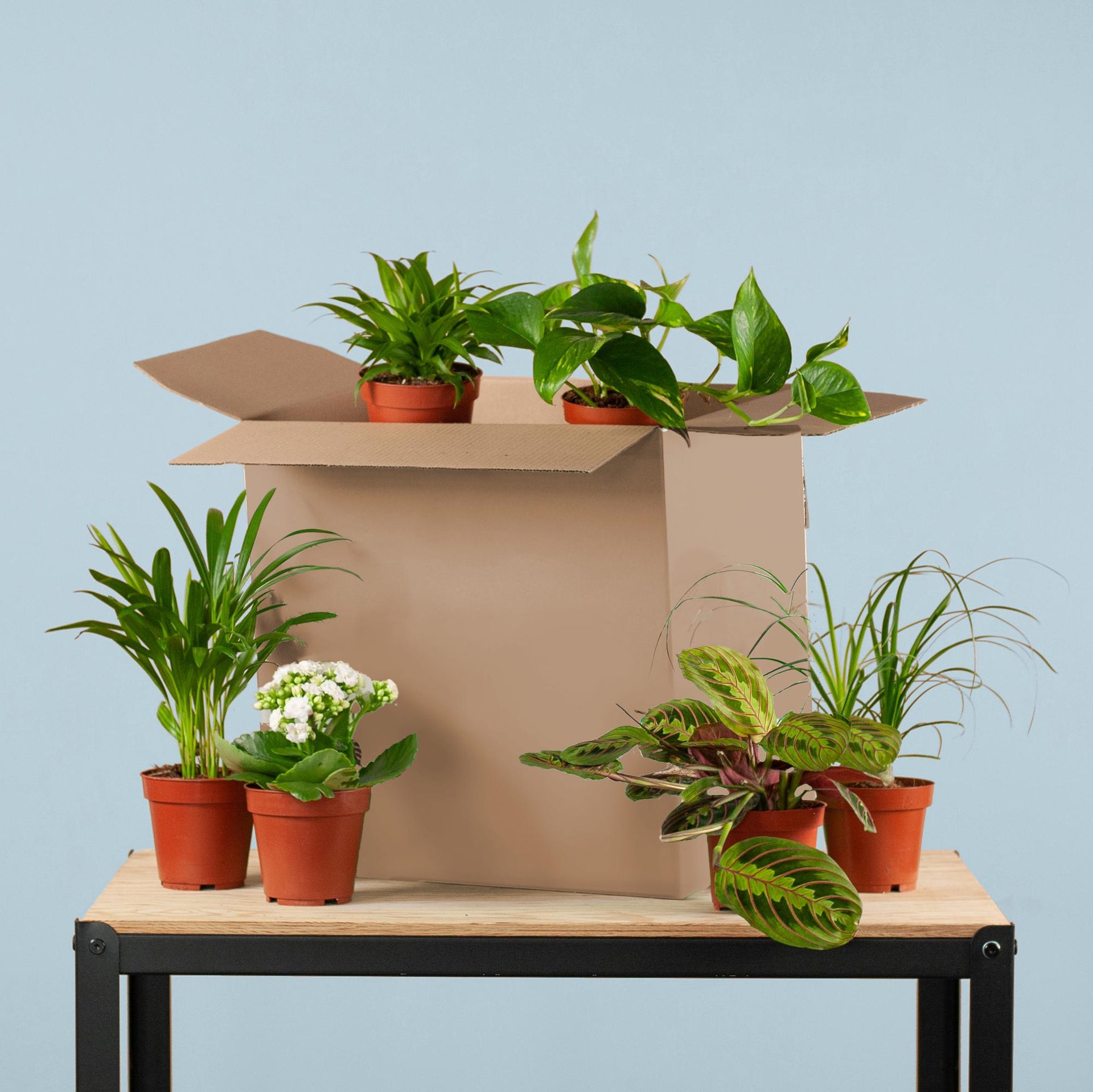 Pflanzen-Retterbox - Zimmerpflanzen 6er-Set