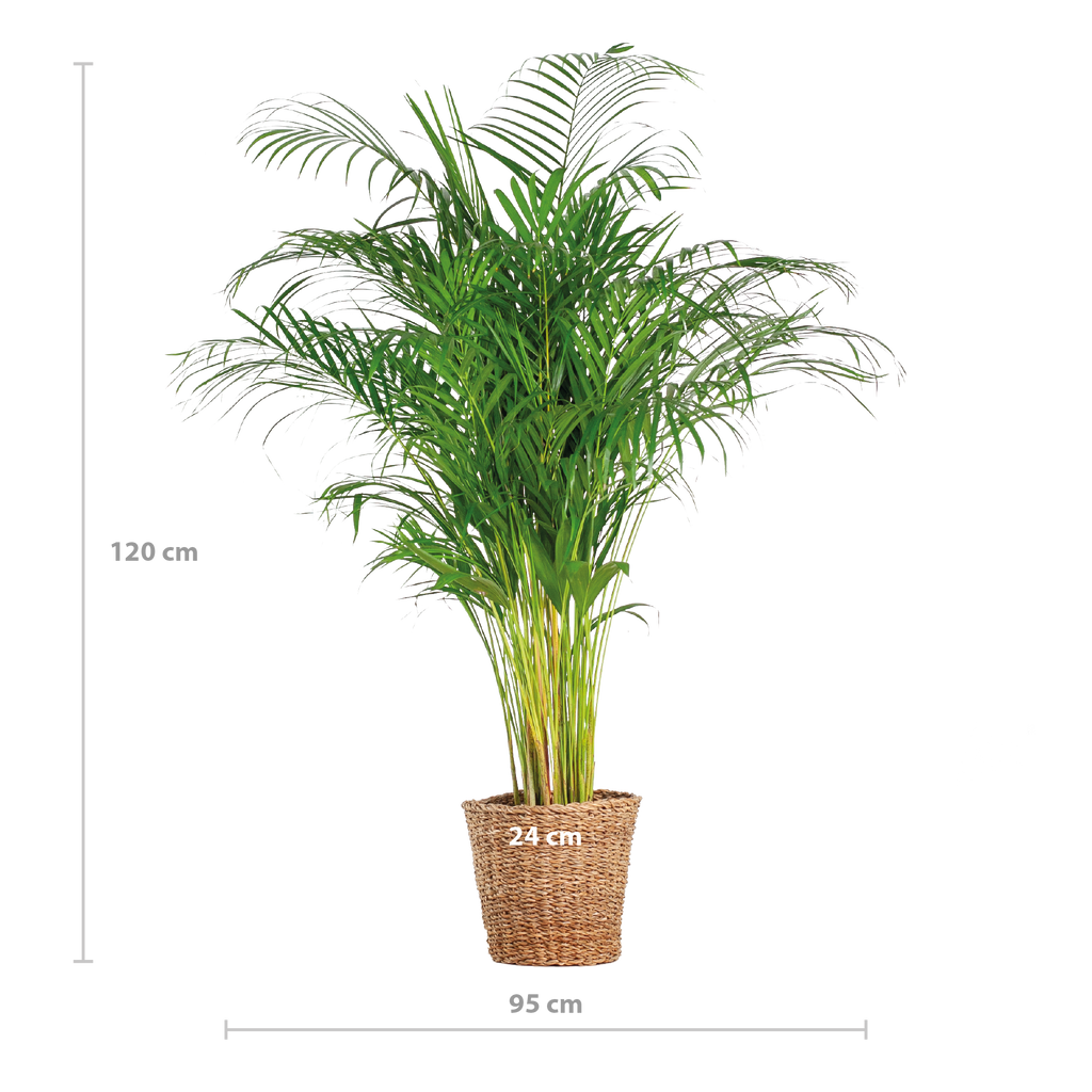 Areca-Palme (Dypsis) XL mit Korb Torun – 120 cm – Ø24