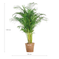 Areca-Palme (Dypsis) XL mit Korb Torun – 120 cm – Ø24