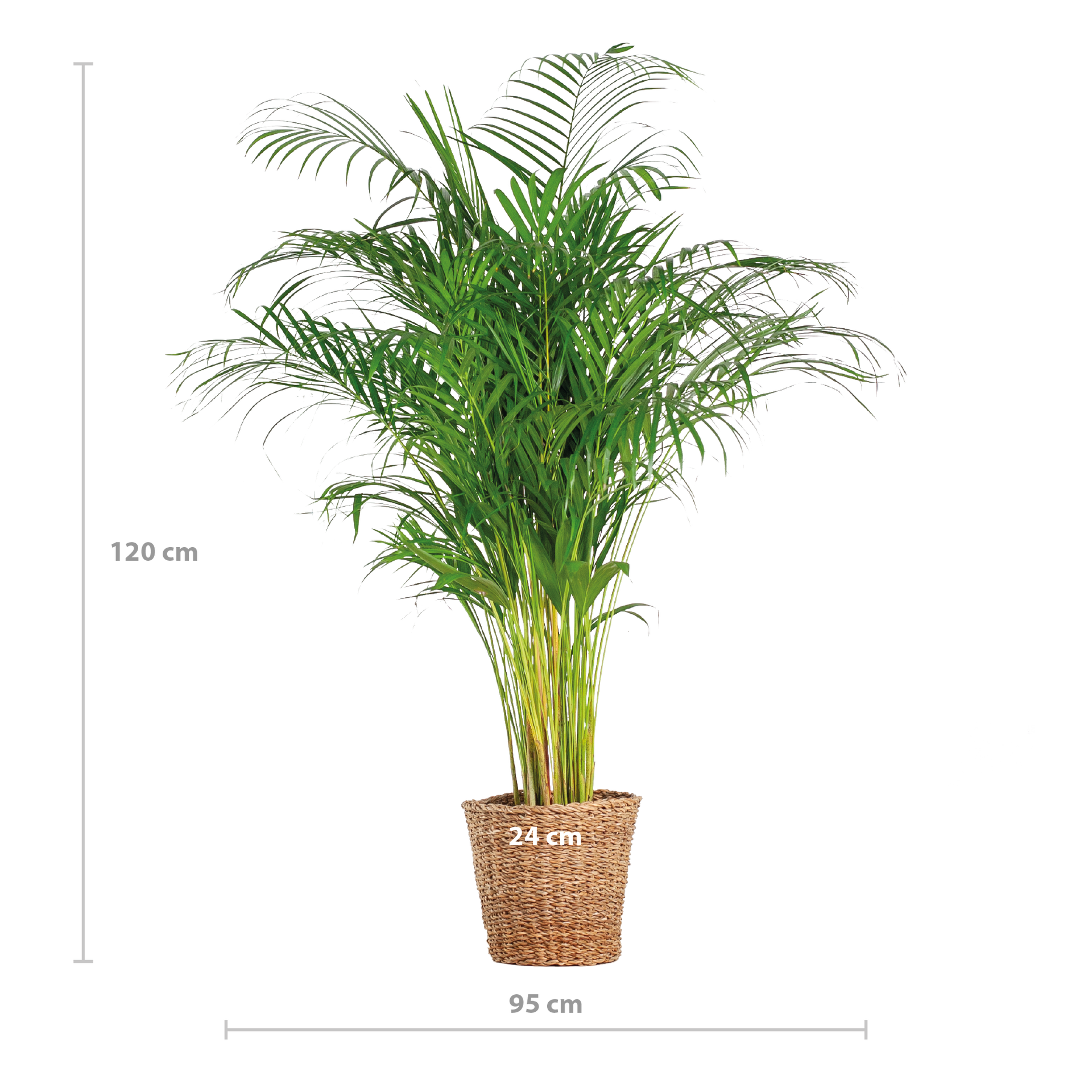 Areca-Palme (Goldfruchtpalme) XL mit Torun-Korb – 120 cm – Ø24 cm