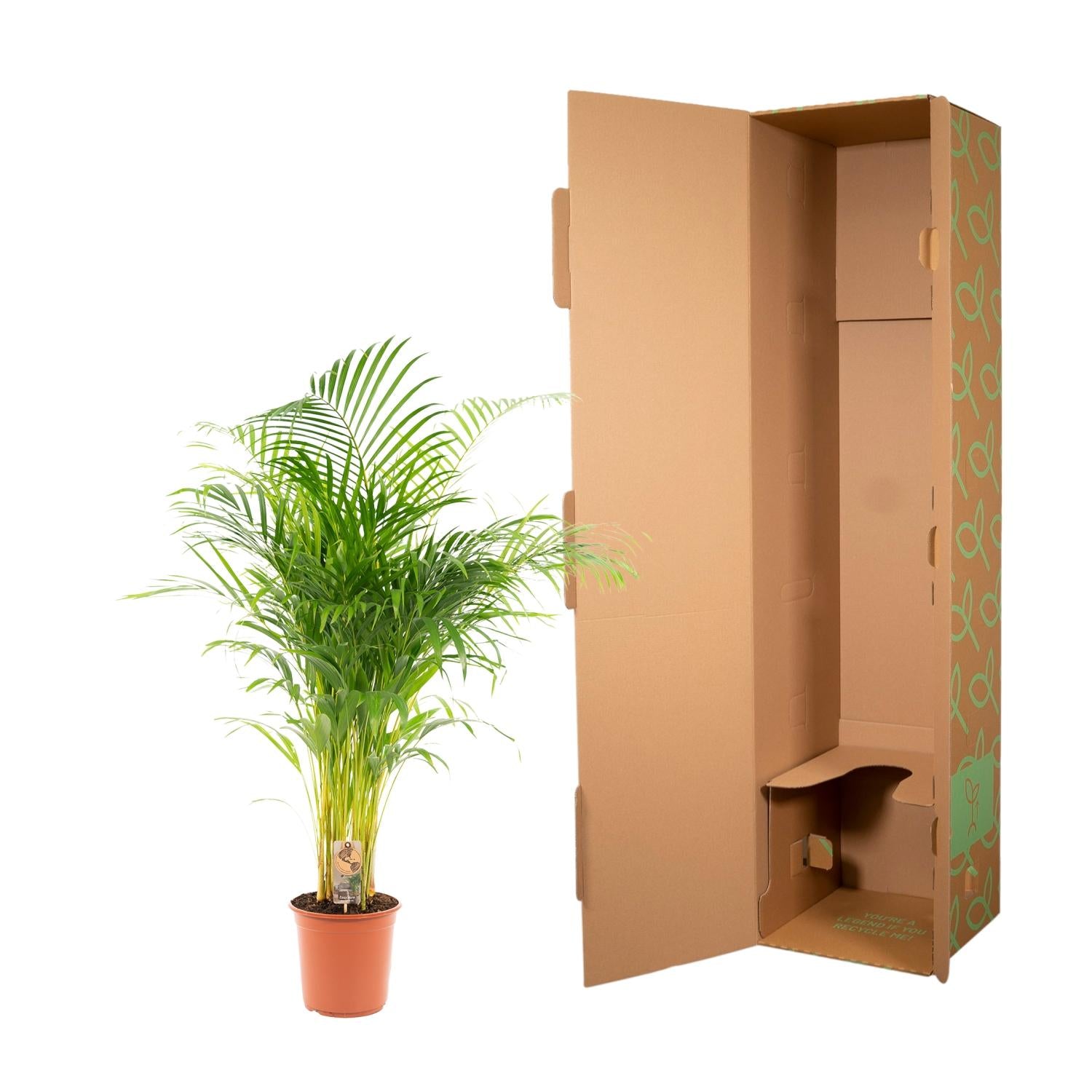 Areca-Palme (Goldfruchtpalme) – Ø21 cm – ca. 130 cm