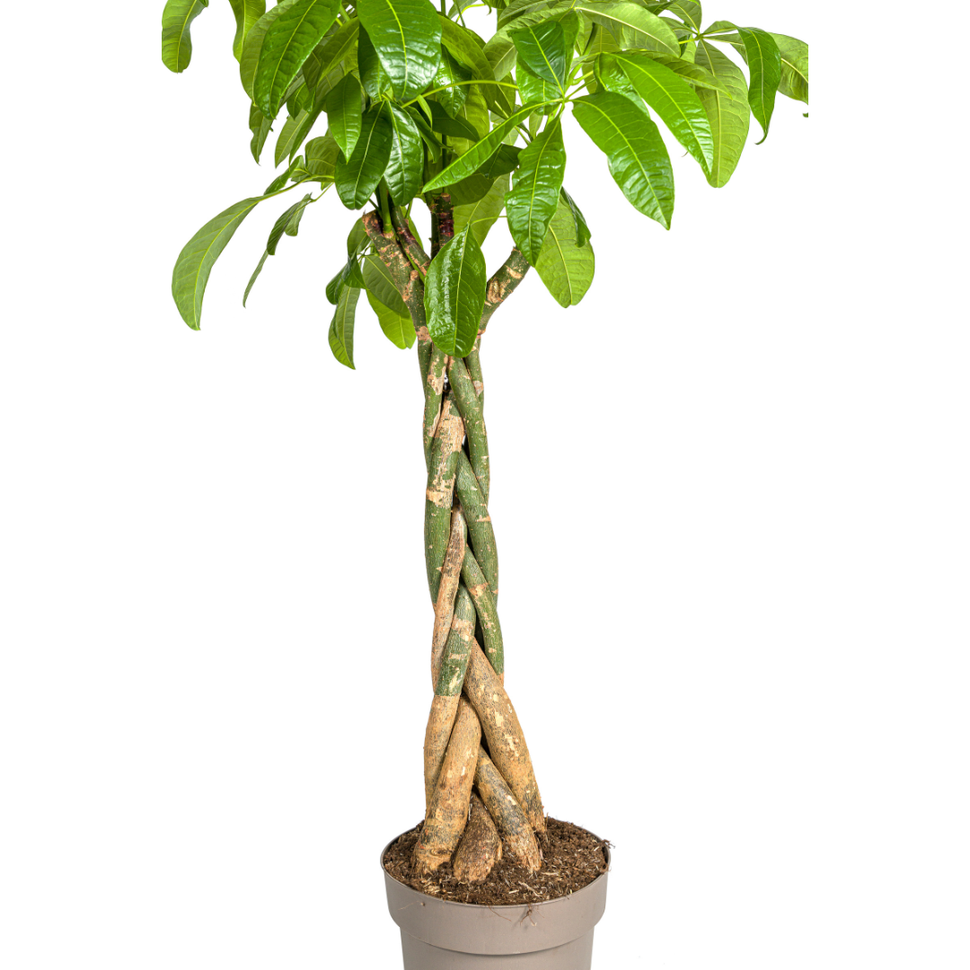 Pachira aquatica (Glückskastanie) Ø30 cm – ca. 160–180 cm