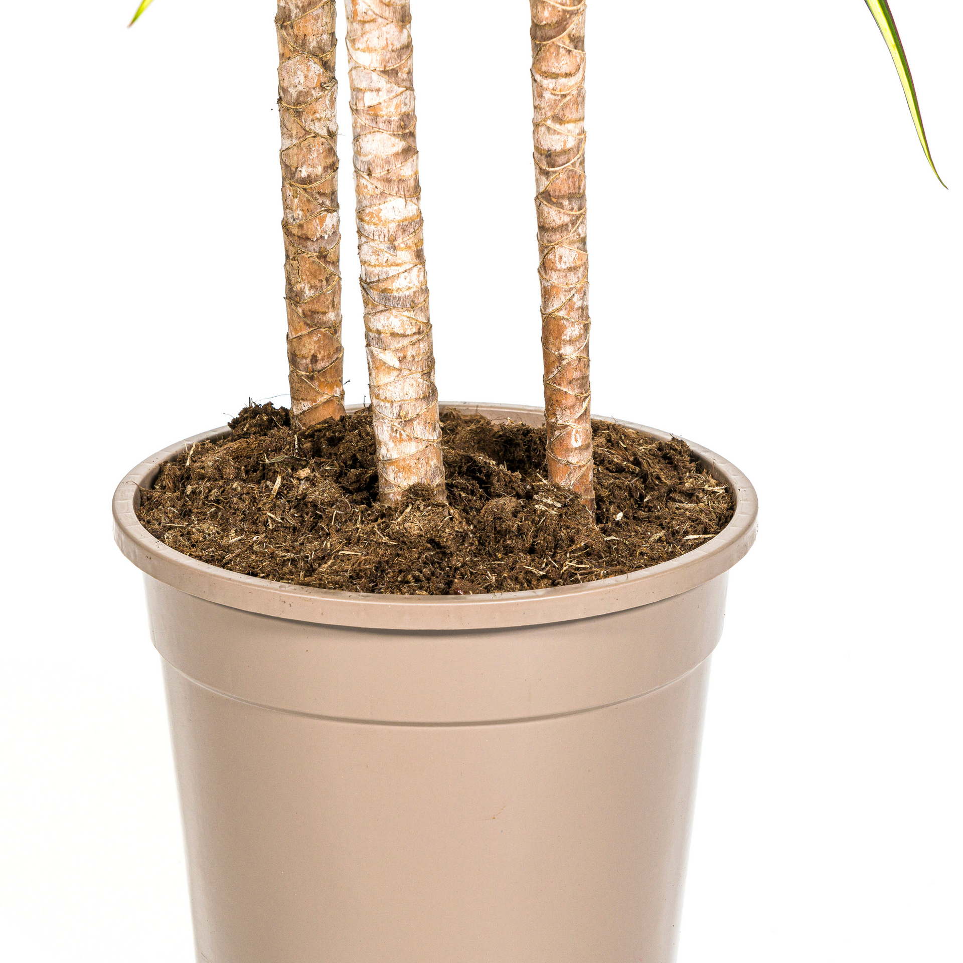 Dracaena marginata Sunray (Drachenbaum) Ø24 cm – ca. 130–150 cm