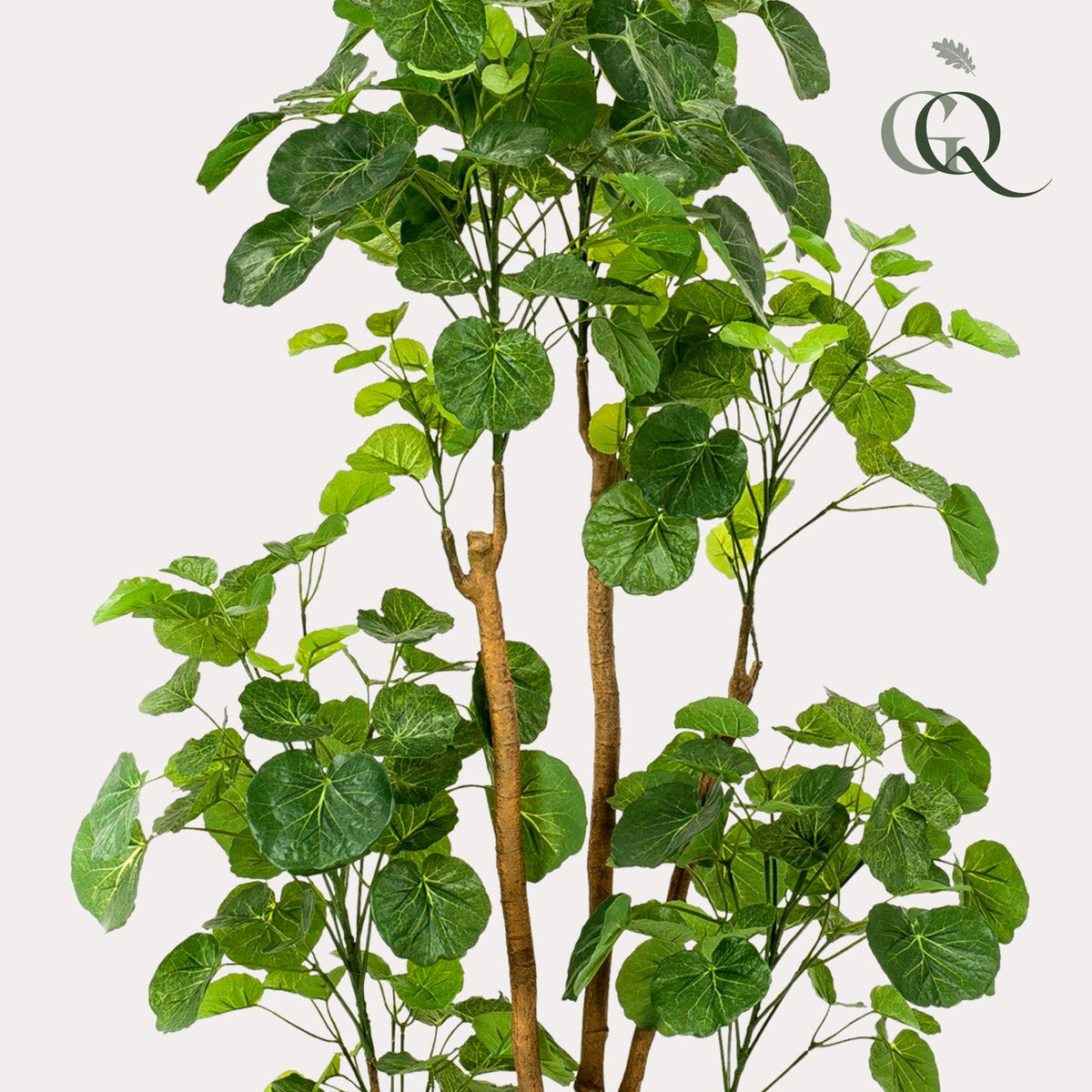 Kunstpflanze - Polyscias - Aralia