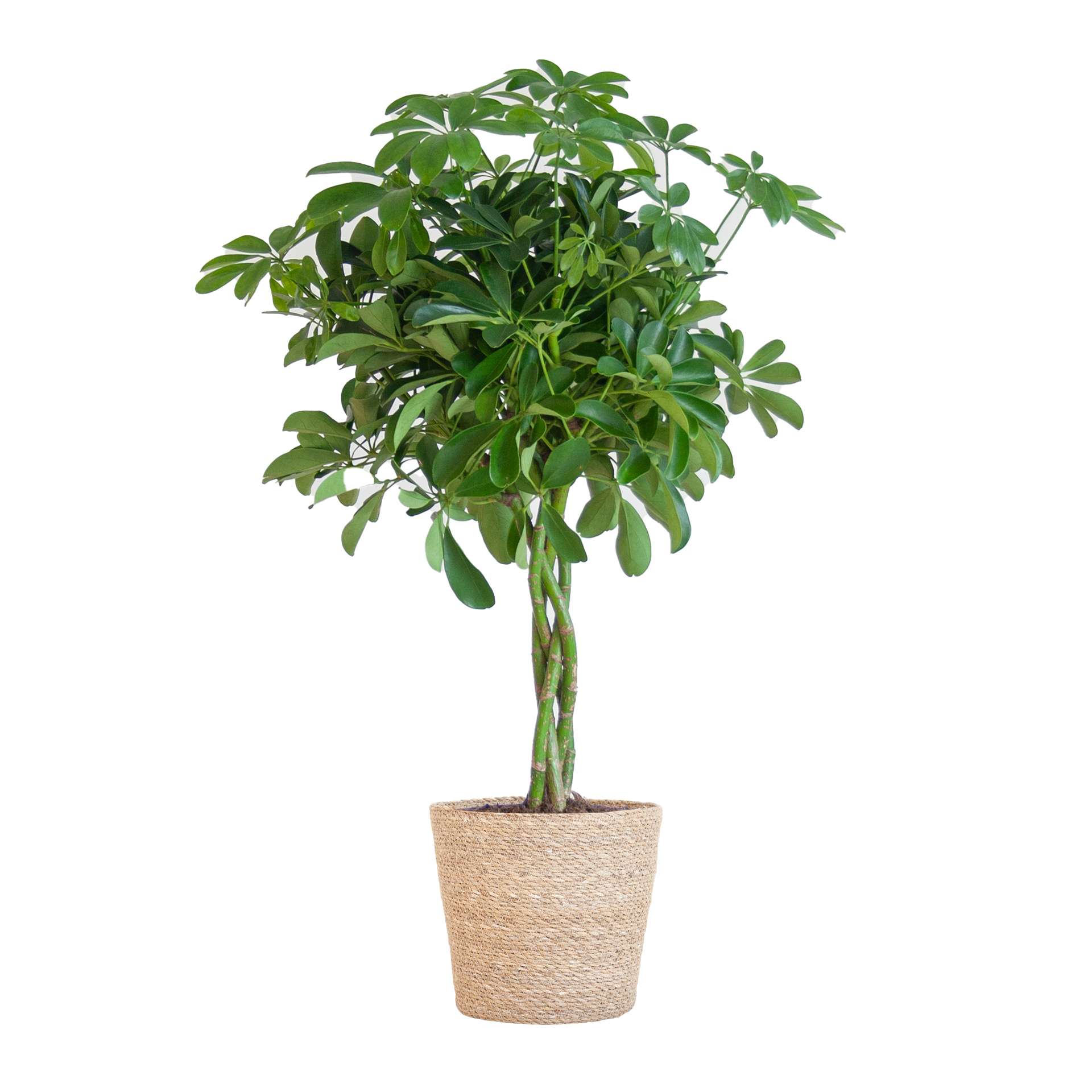 Schefflera arboricola Nora (Strahlenaralie) mit Seegras-Korb Natur