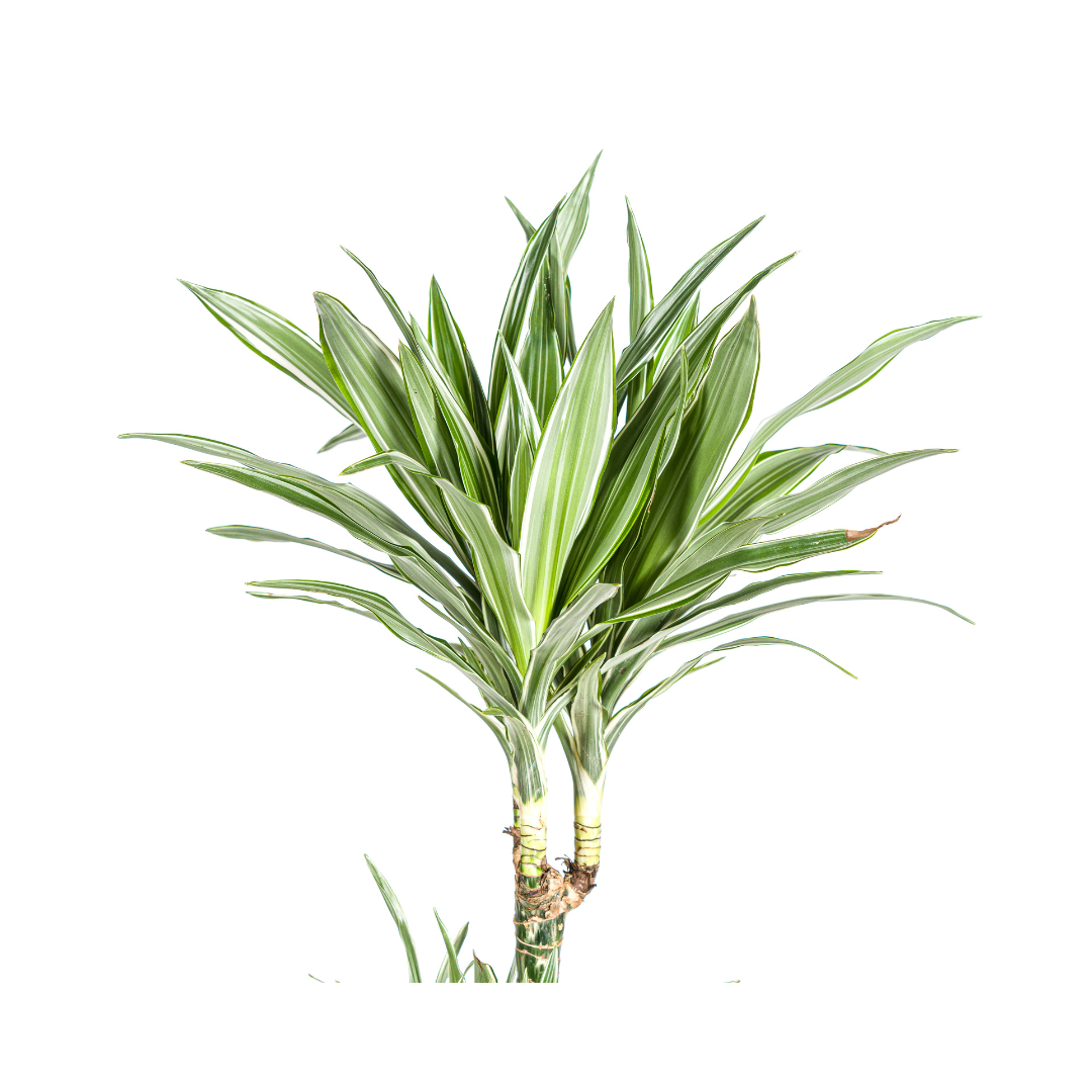 Dracaena deremensis White Stripe (Drachenbaum)
