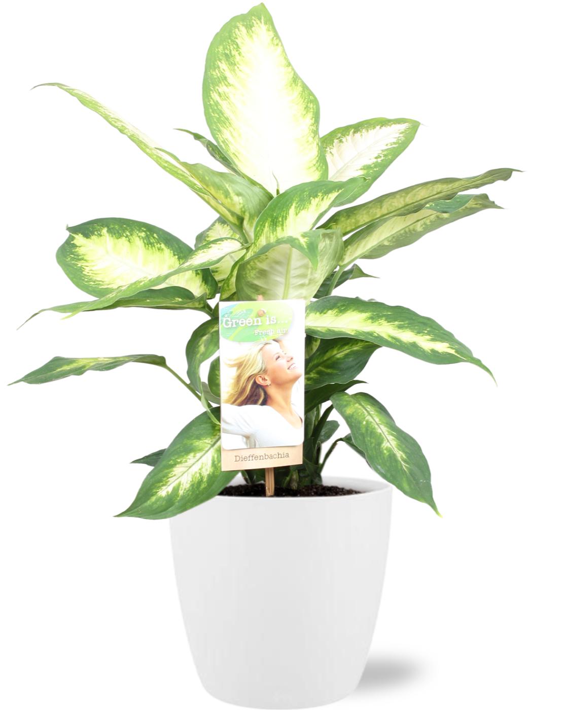 Dieffenbachia Camilla