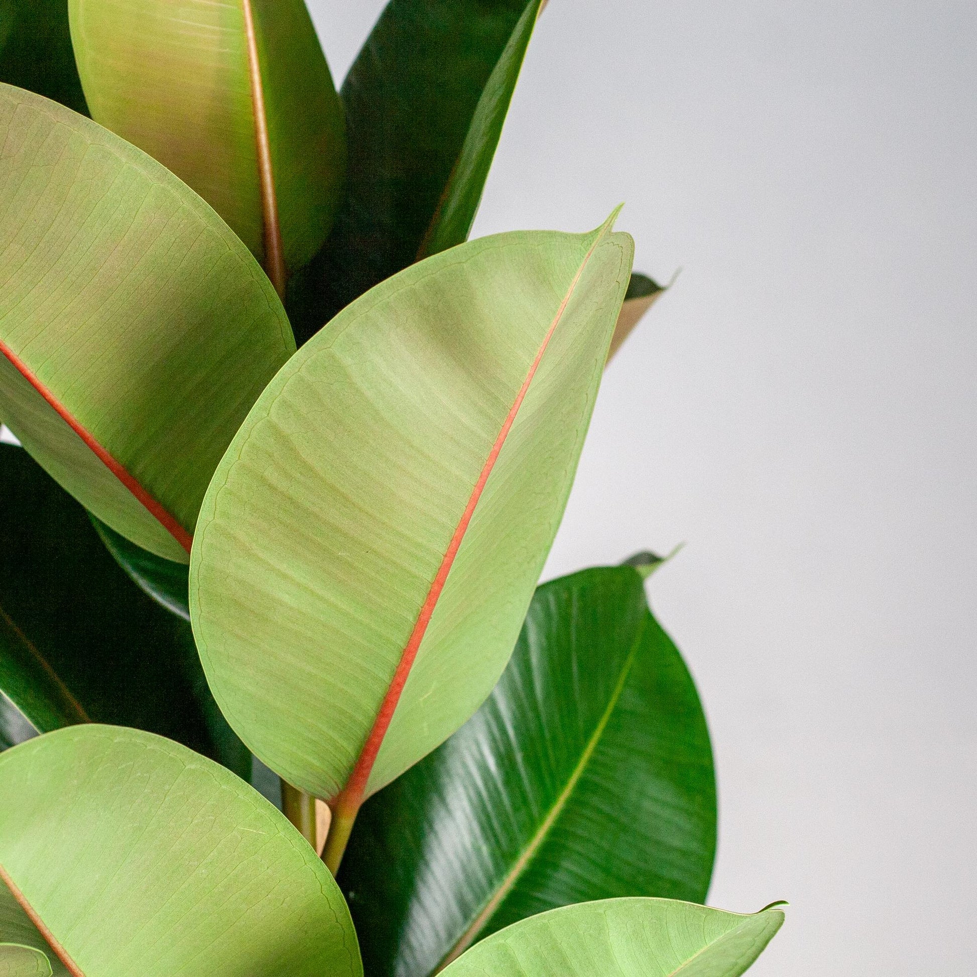 Ficus Elastica Robusta XL mit Korb Torun - 90cm - Ø27