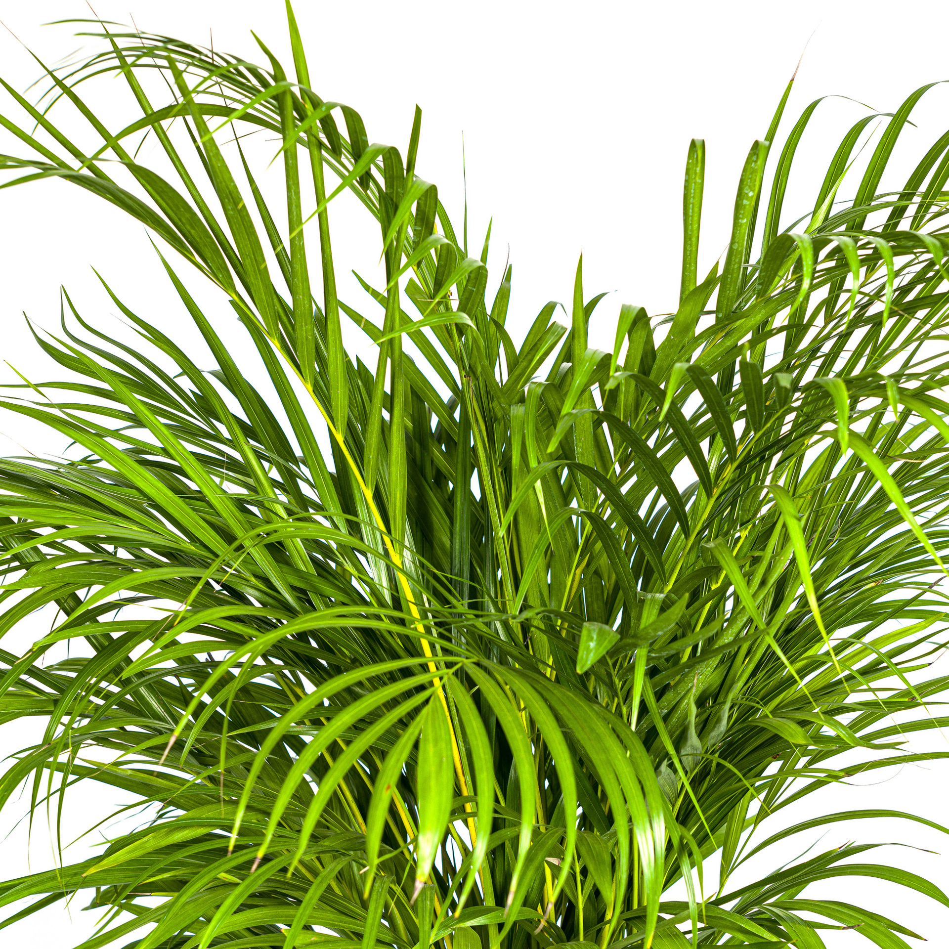 Areca-Palme (Dypsis lutescens) Ø24 cm – ca. 120–140 cm