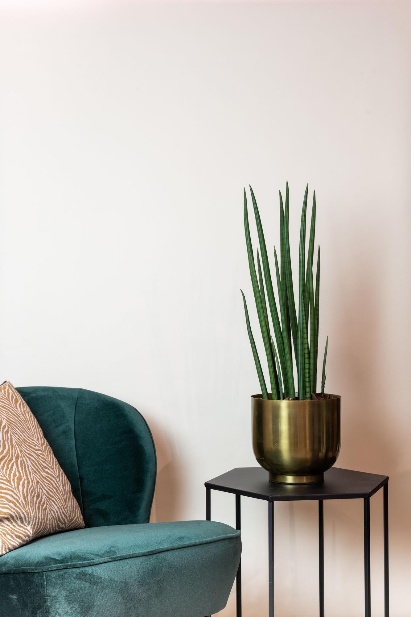 Kunstpflanze – Sansevieria Cylindrica – Bogenhanf – 70 cm