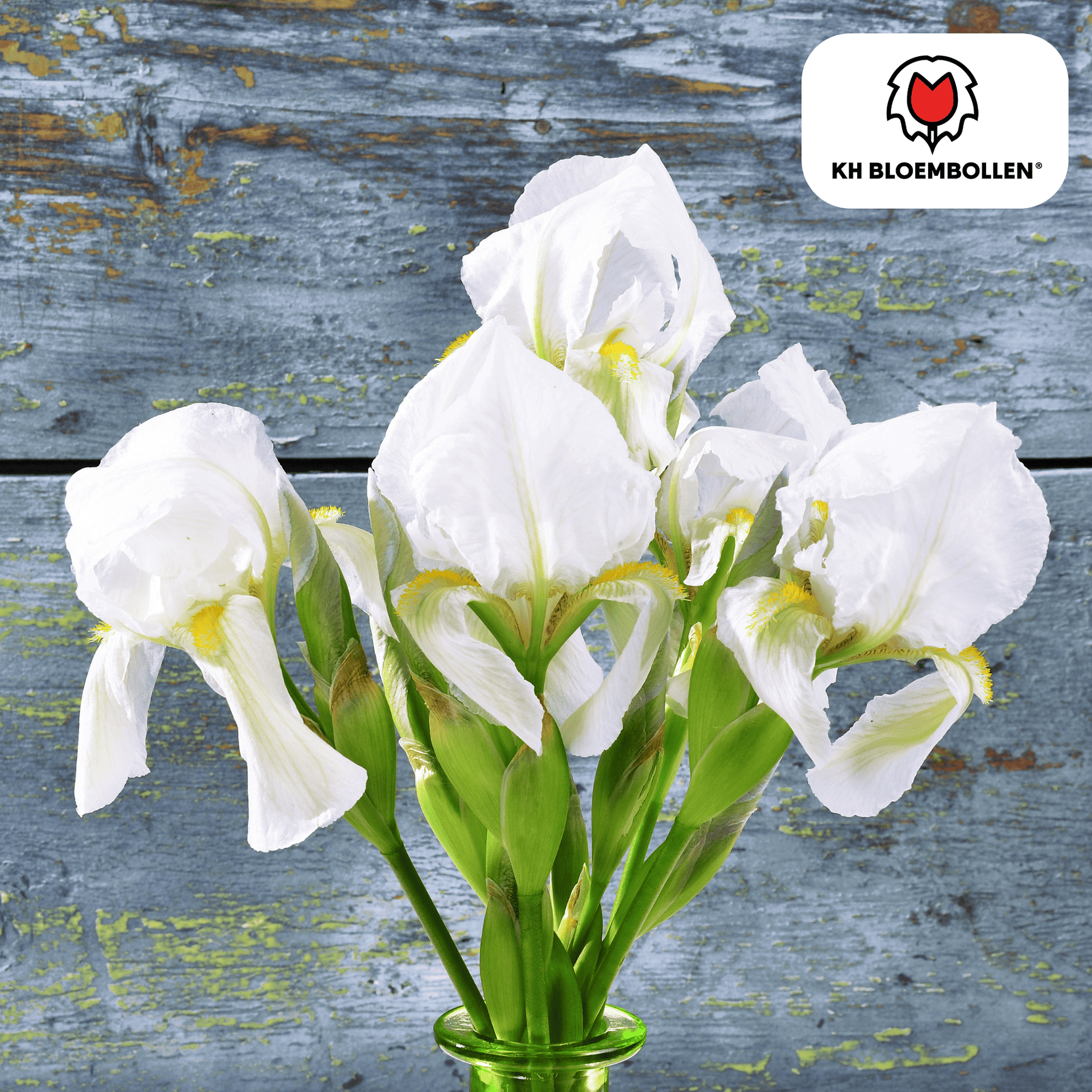 Iris Alaska - 25 Blumenzwiebeln